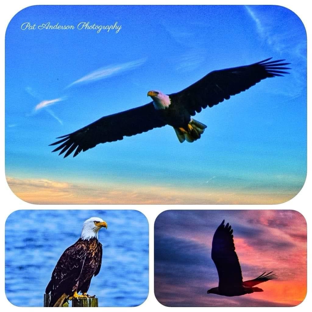 Majestic Eagles in Flight