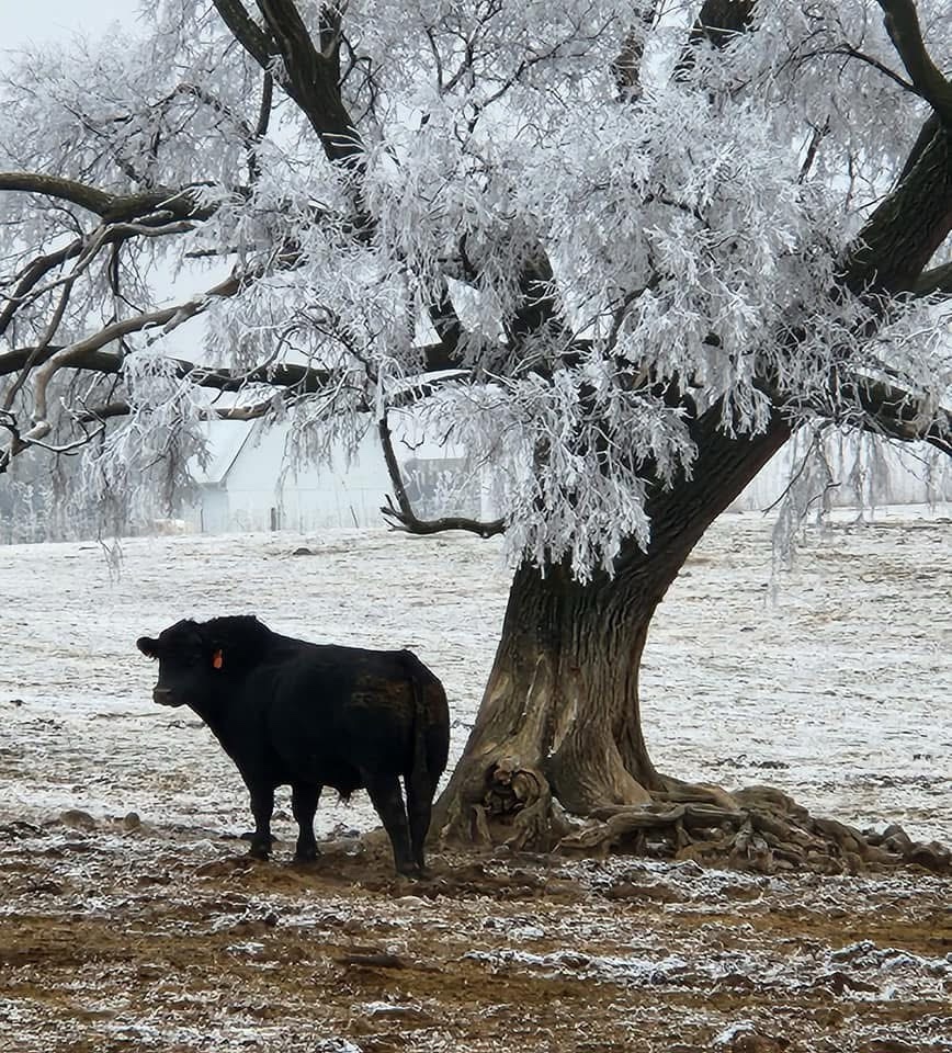 Meet the Cow: The Gentle Giant of the Farm