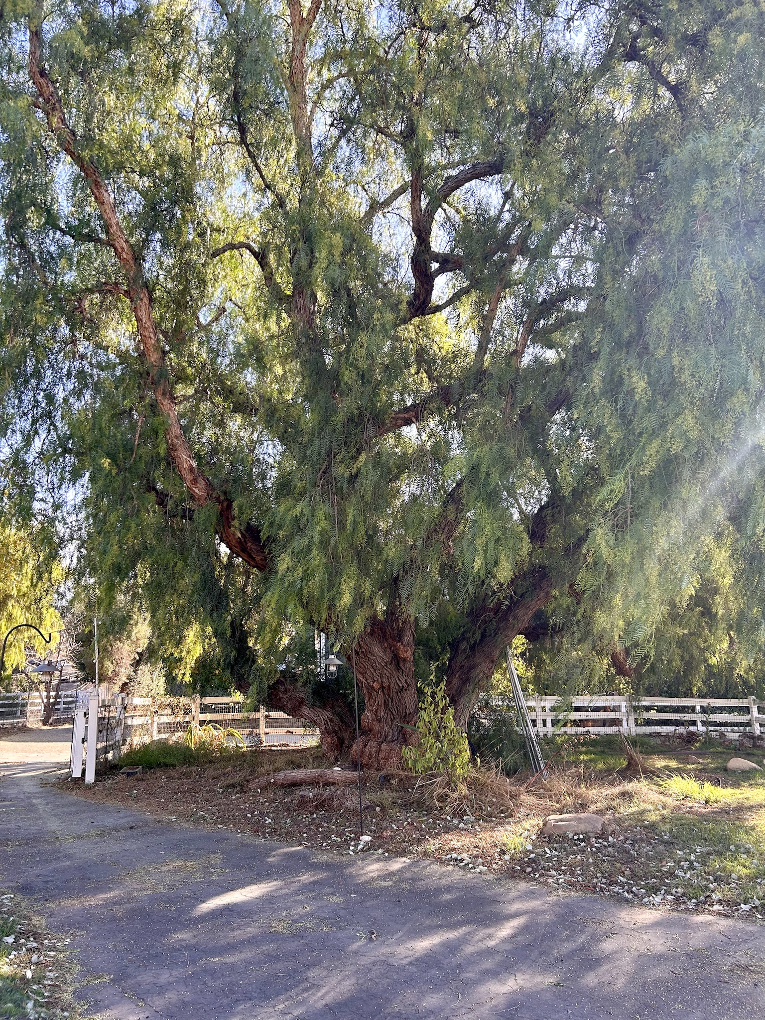 Our Tree: A Silent Witness to 25 Presidents, Time to Reflect Under Its Shade