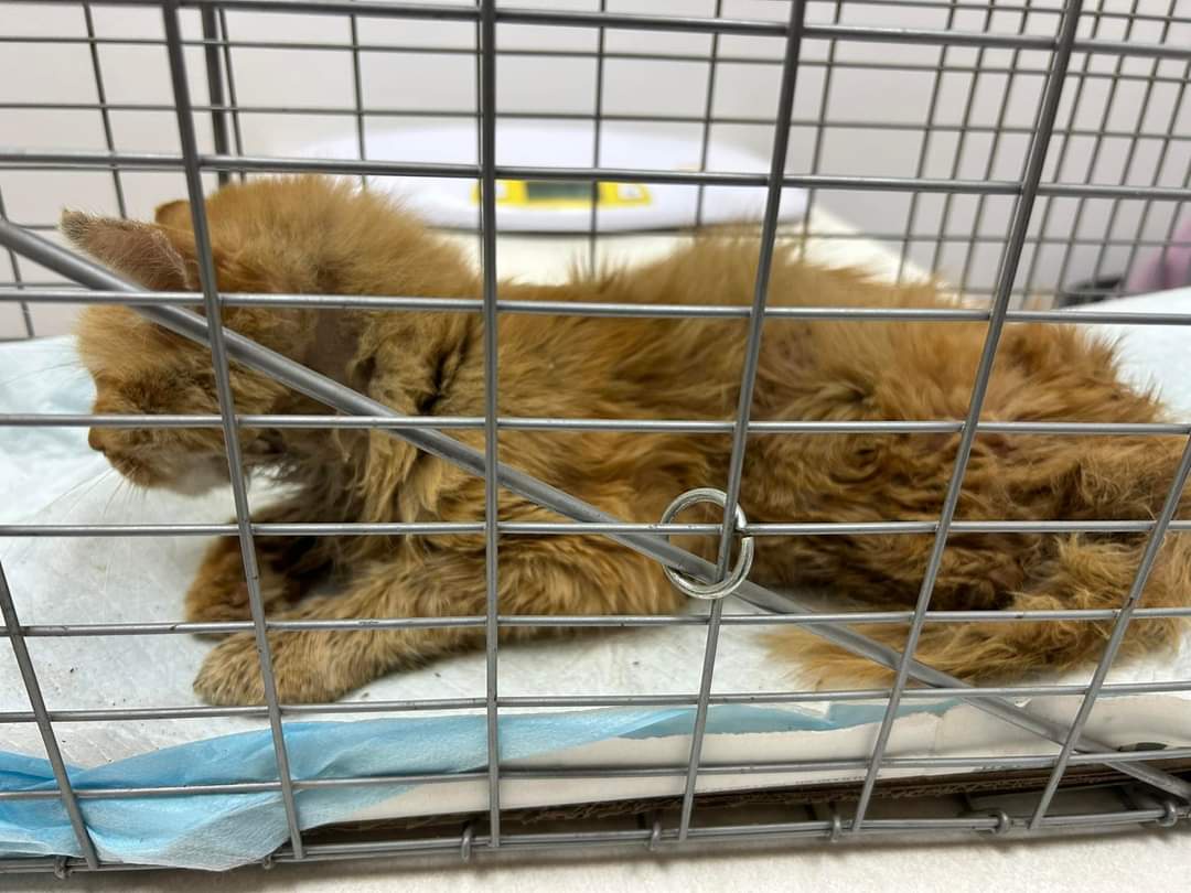 Update on Angus the Rescued Cat: Overcoming Adversity After Losing His Back Leg