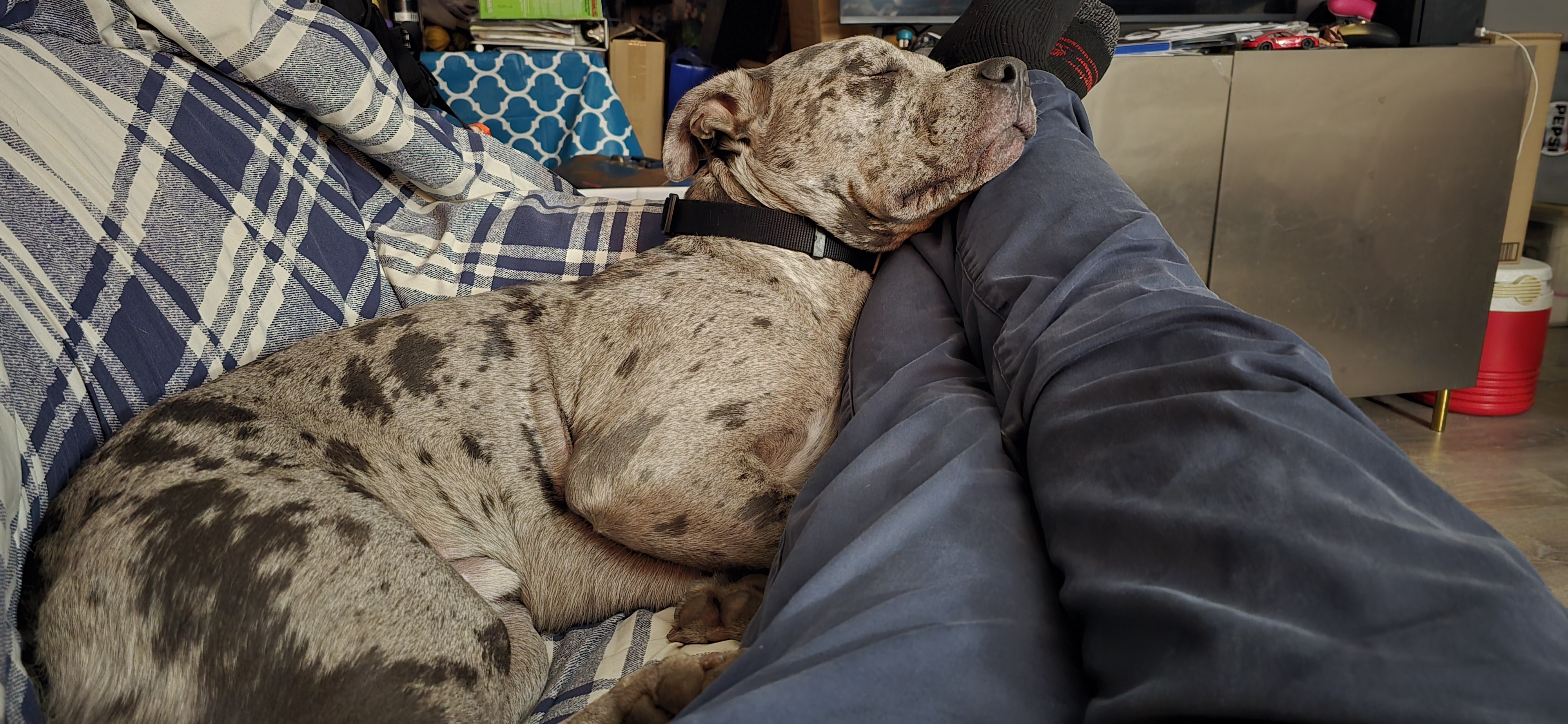 Earl's Pre-Dinner Nap: The Calm Before the Cooking Storm