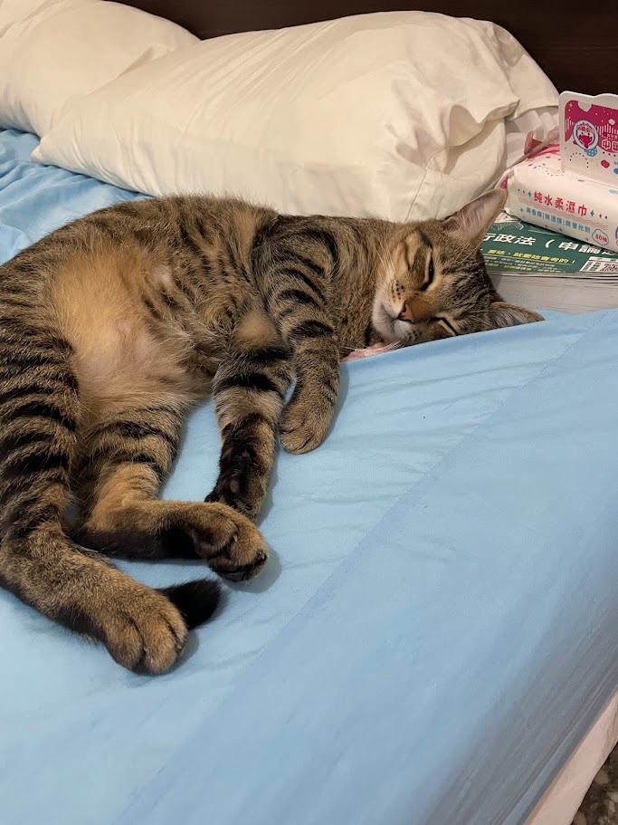 Adorable Cat Shenanigans