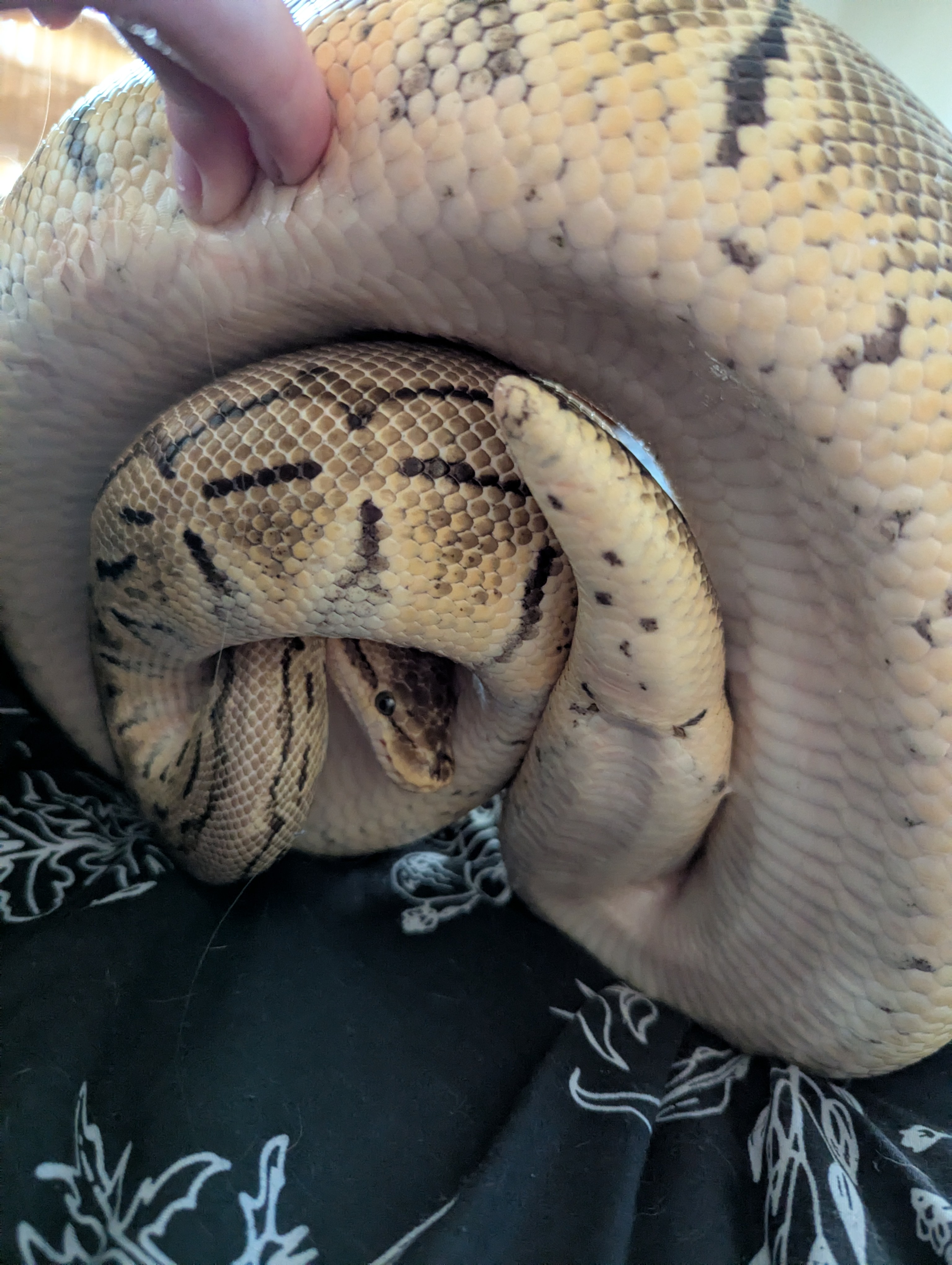 Identifying My Morph: A Journey