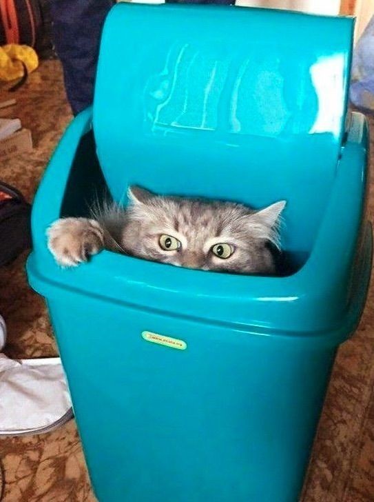 Here comes the trash man!