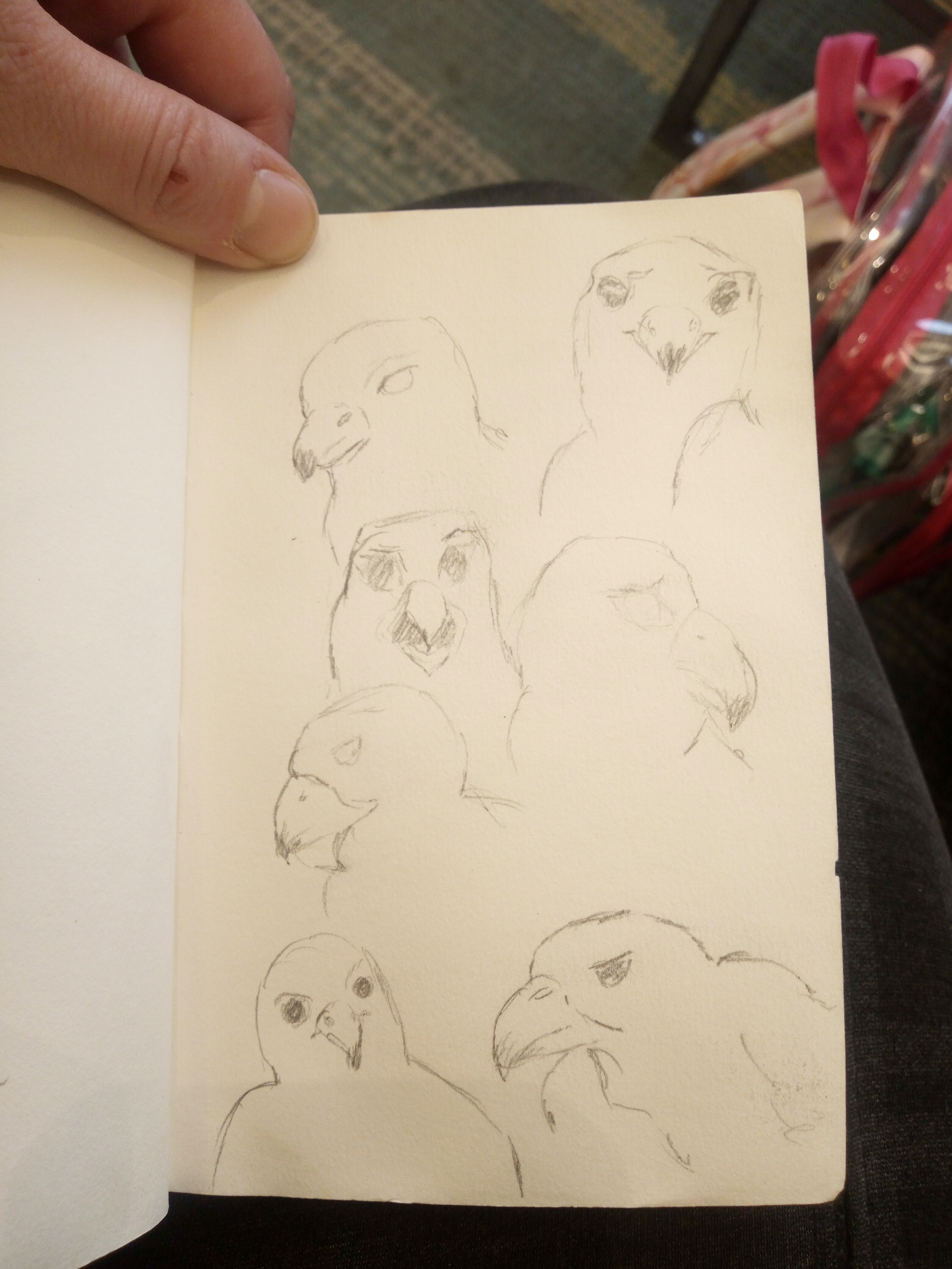 Fascinating Bird Studies Unveiled