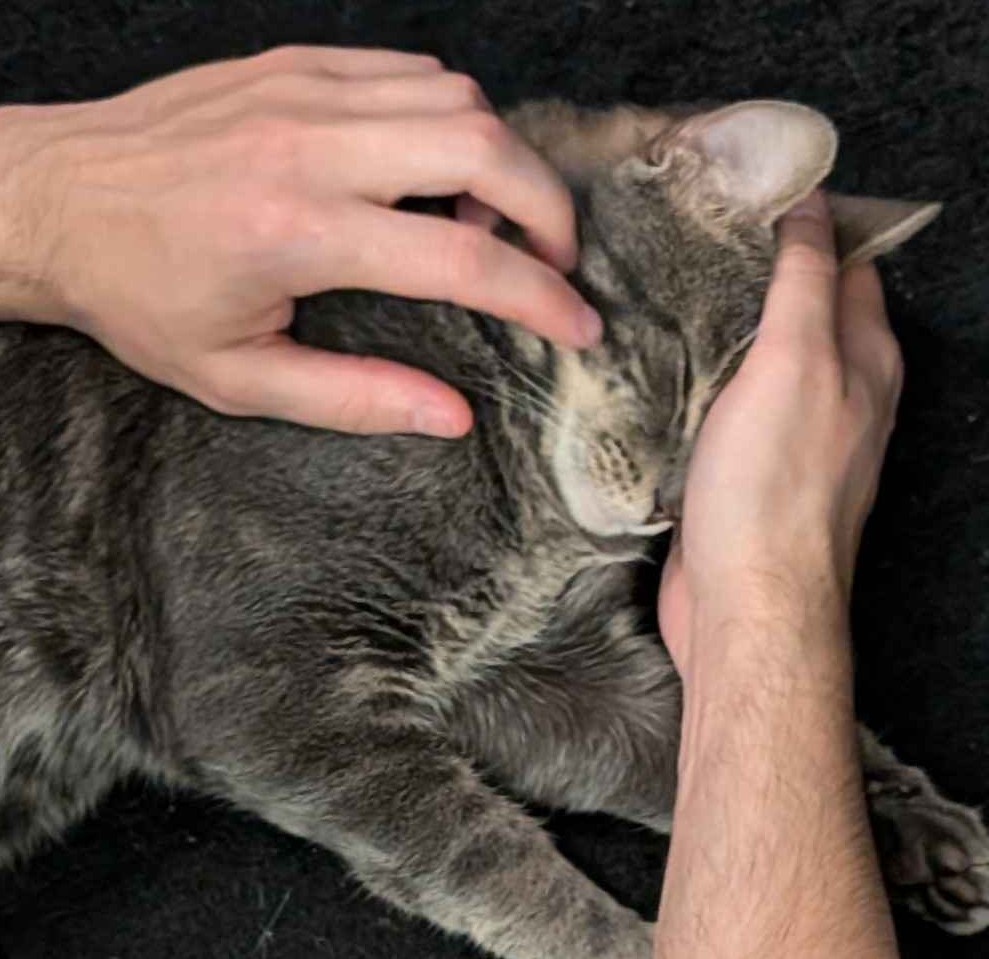 Exciting Update on My Adorable New Furry Friend