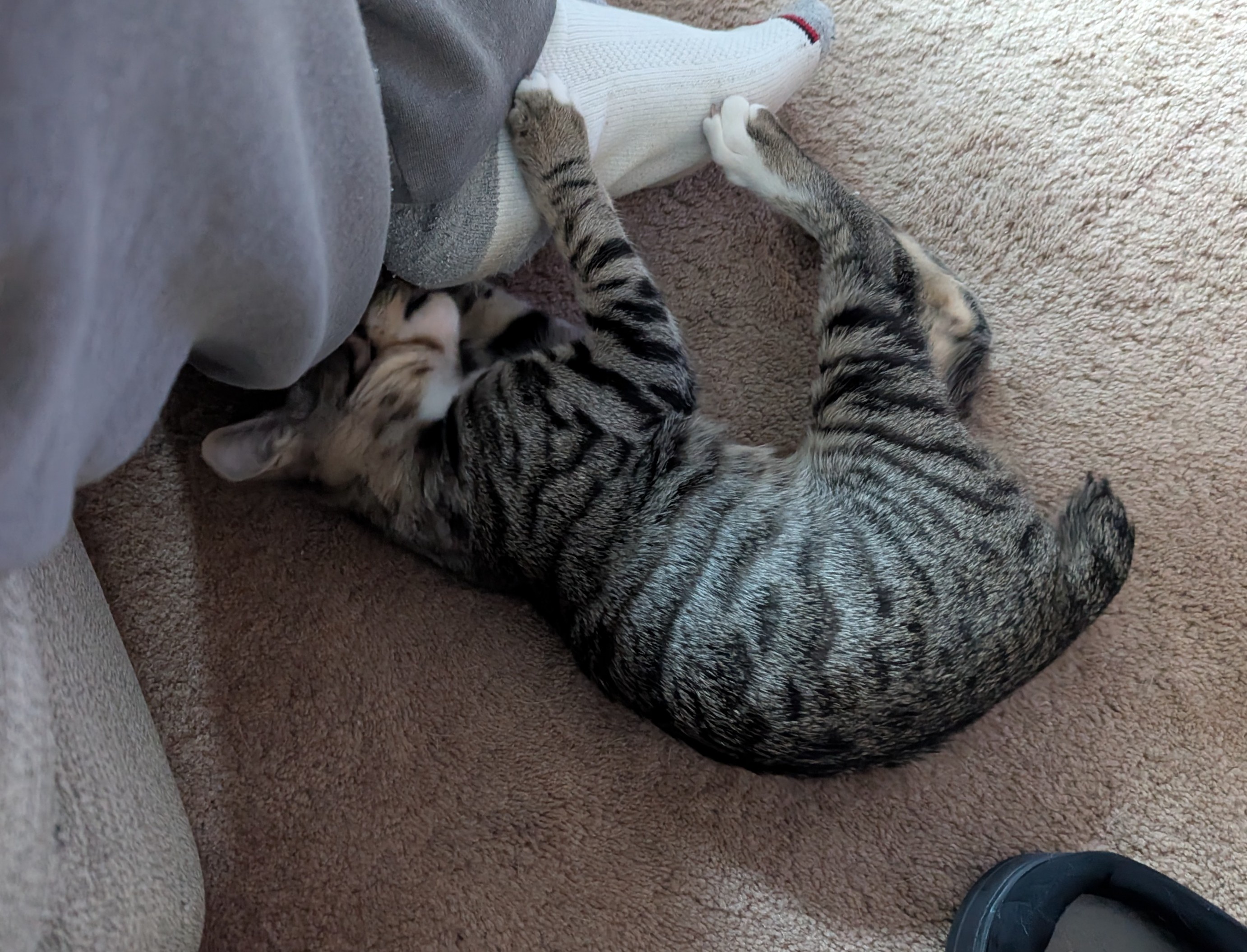 Meet My Newest Family Member: Nubz! Imgur Weirdos, Say Hi!