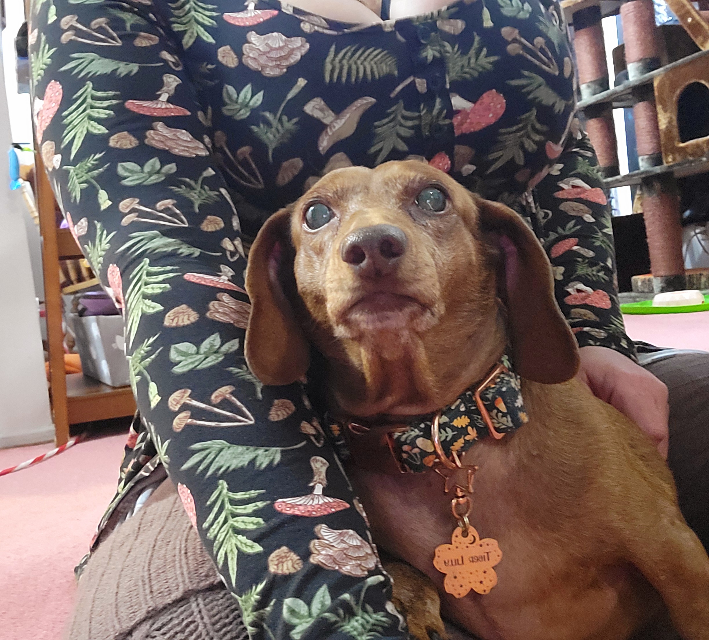Meet My Adorable Pup, Tiger Lilly #707