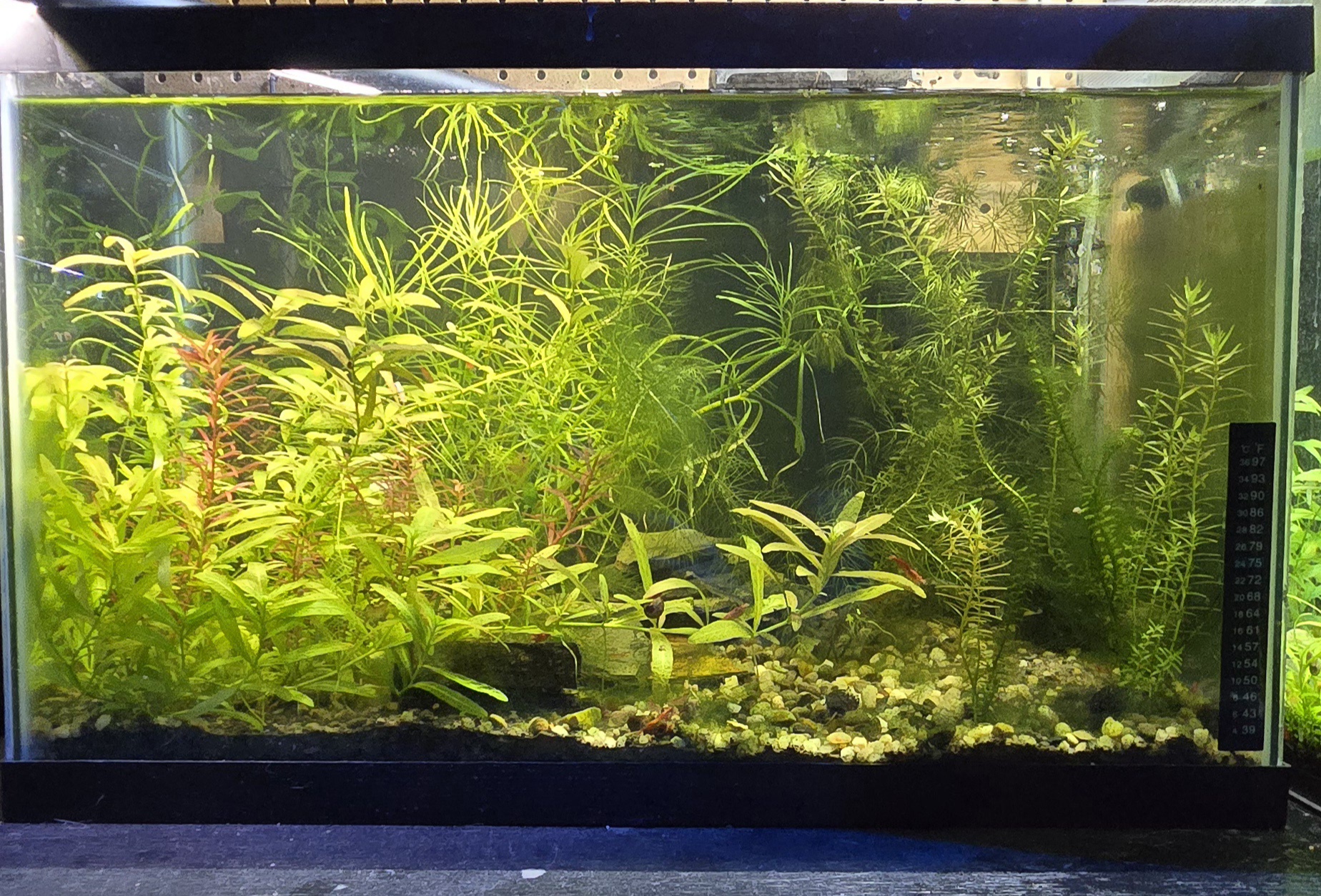 My very first planted aquarium