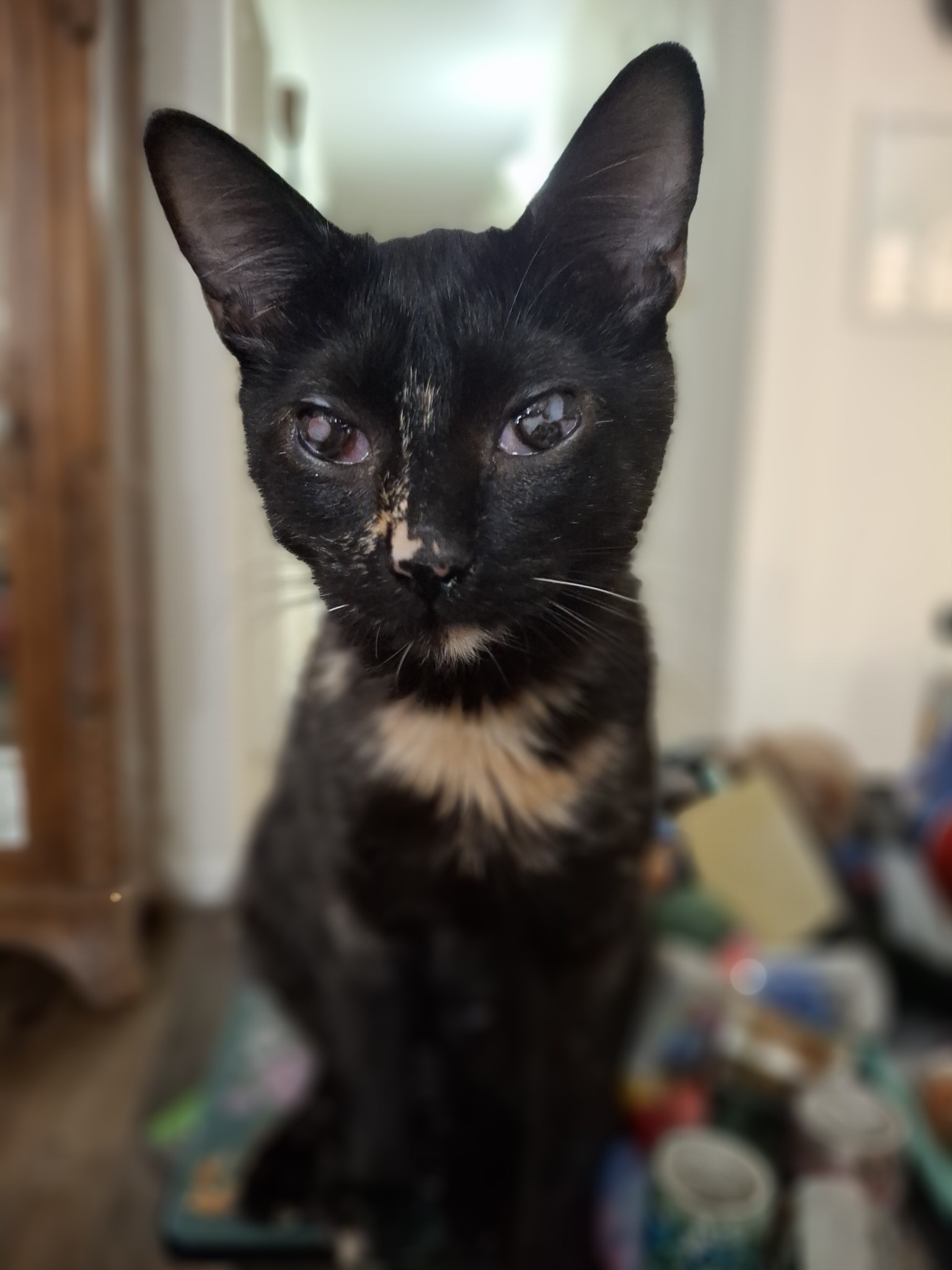 Betty (boop) is just two days away from her one-month adopt-iversary, and her eyes are absolutely stunning!