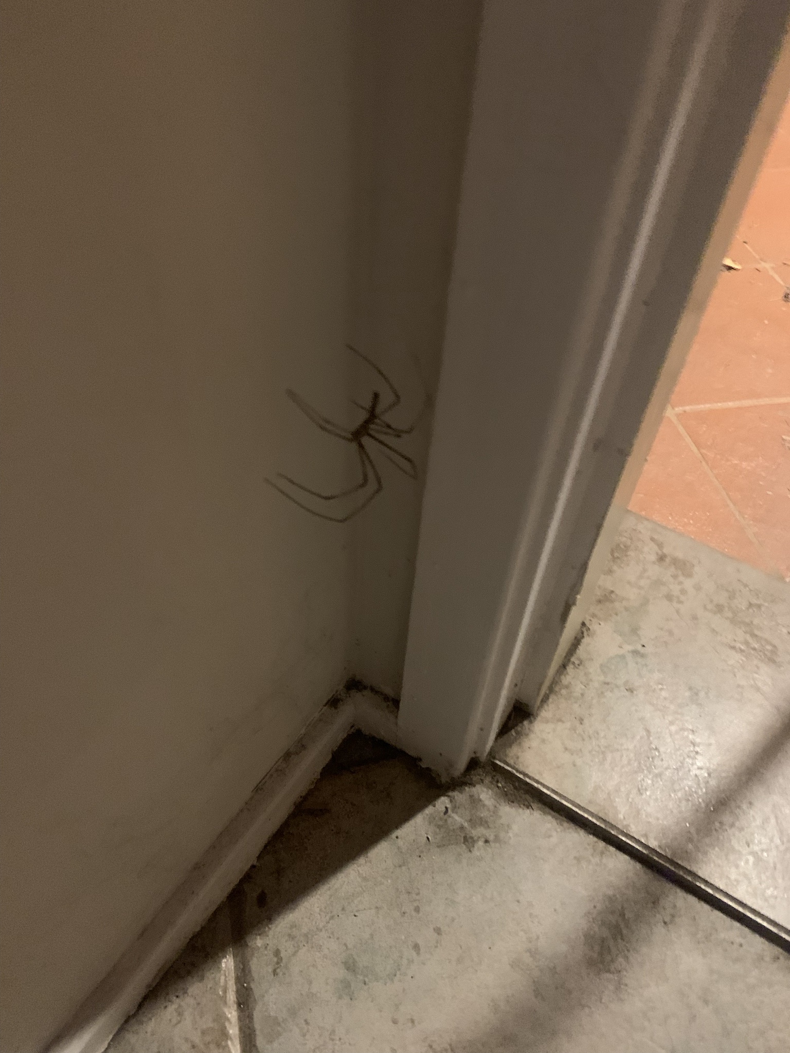 Can Anyone Identify This Breed?