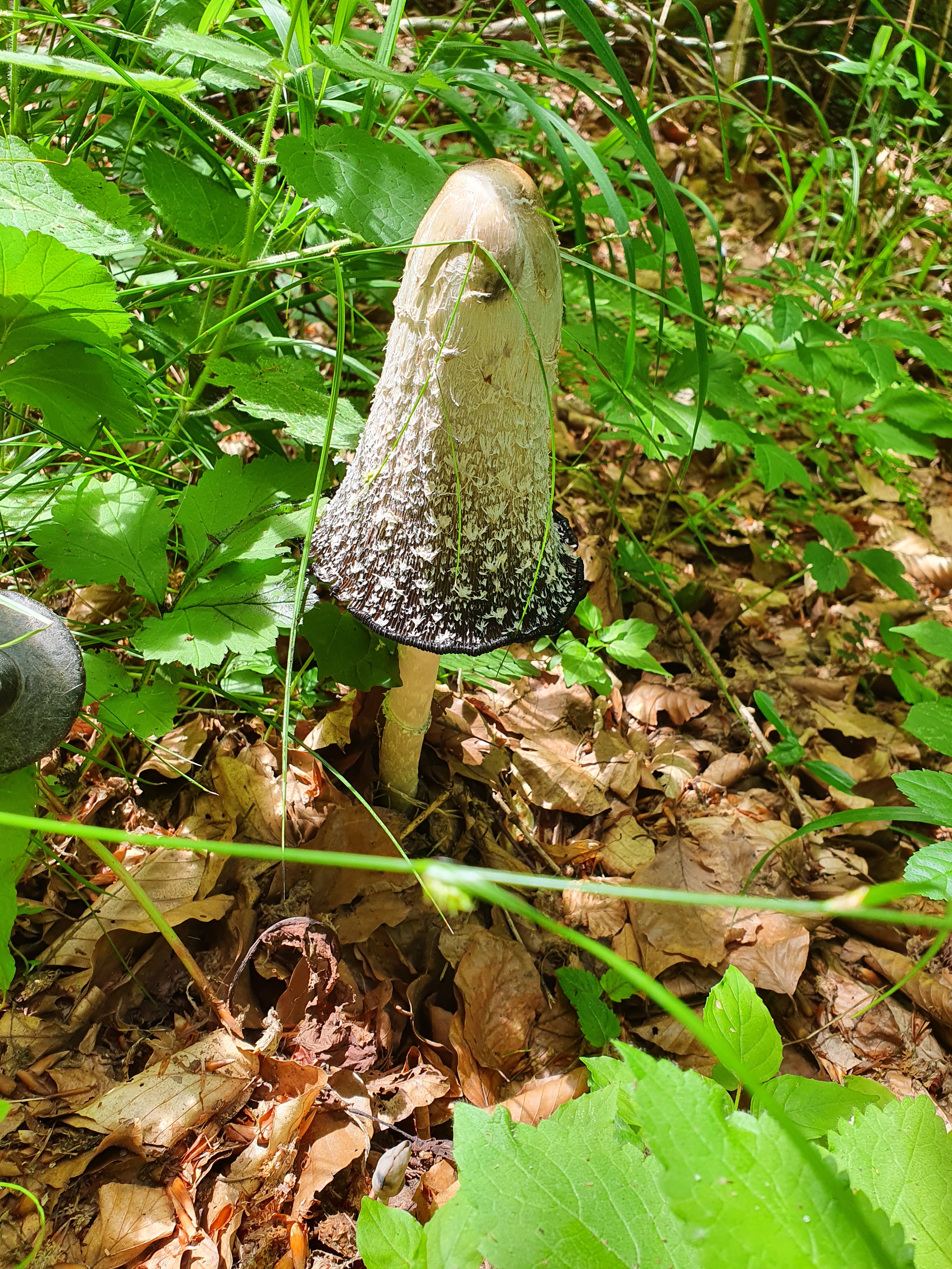 Celebrating Cakeday with a Mushroom Twist!