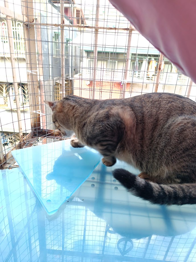 Another Cute Cat Moment to Brighten Your Day
