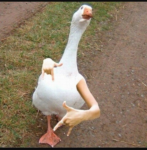 Imagine Birds with Arms: The Ultimate Crossover!