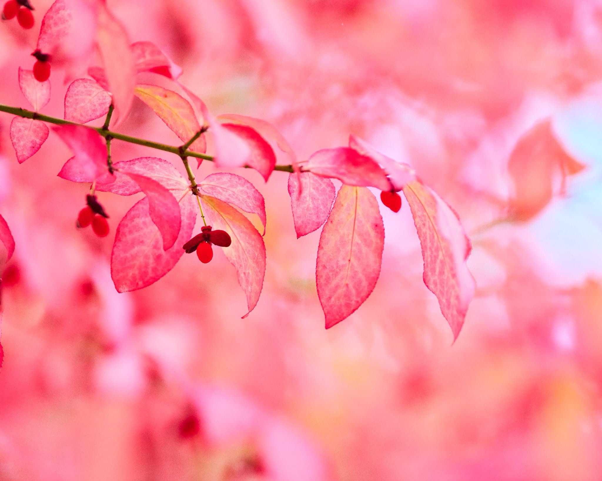 Embracing the Beauty of Pastel Autumn