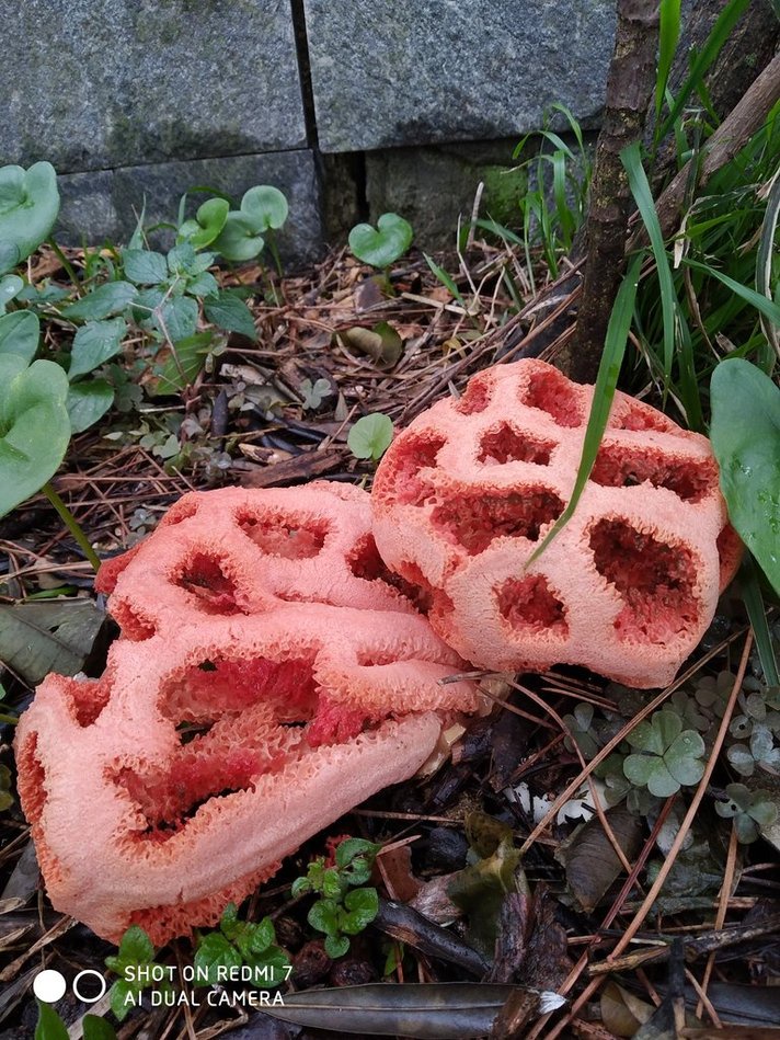 Clathrus Ruber: The Fascinating and Unusual Mushroom