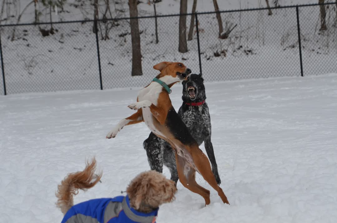 Epic Dog Showdown: The Ultimate Battle