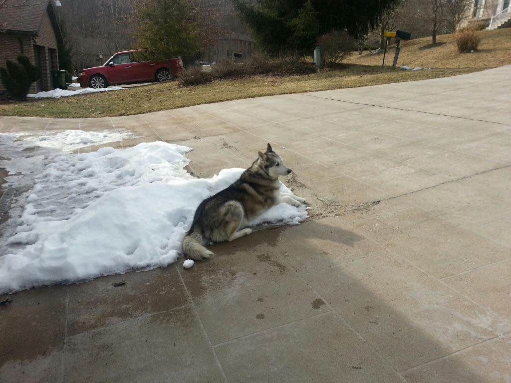 When my neighbors say it's too cold for my dog to be outside, I just had to show them this!