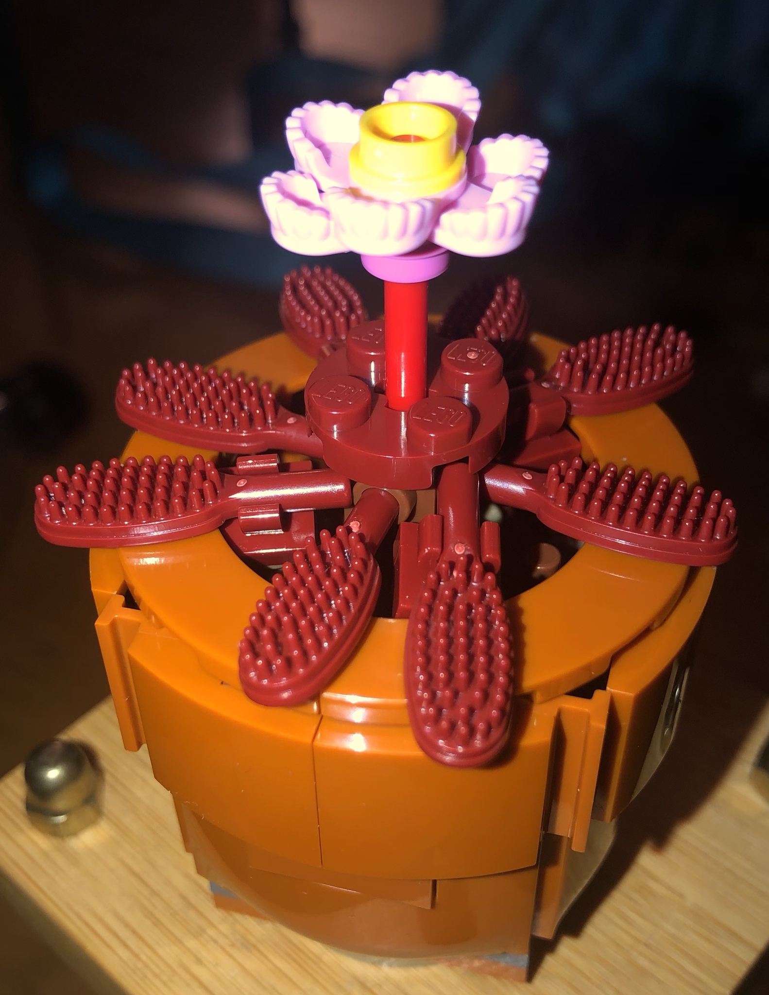 The Enigmatic Red Sundew Awaits!