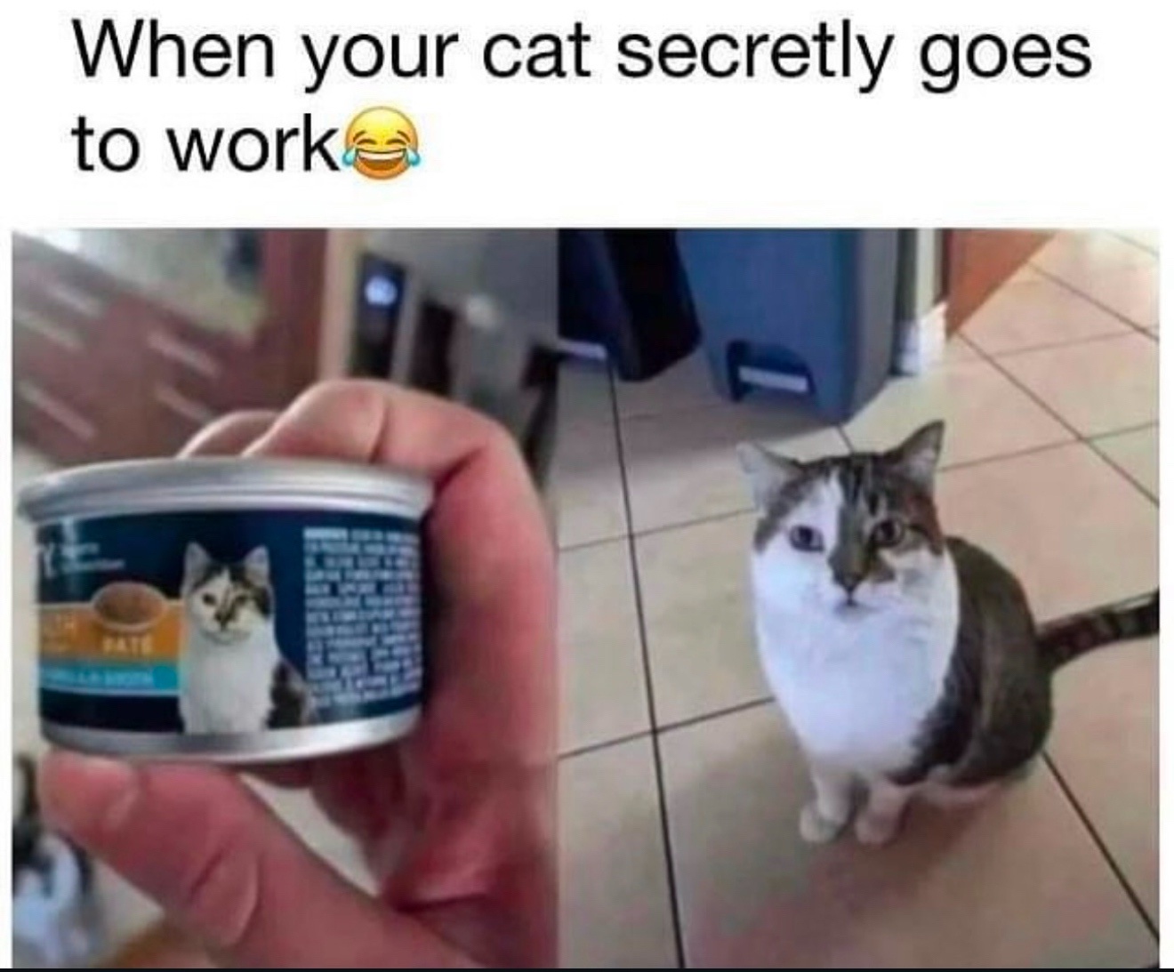 Looks like this cat has found a new gig, haha!