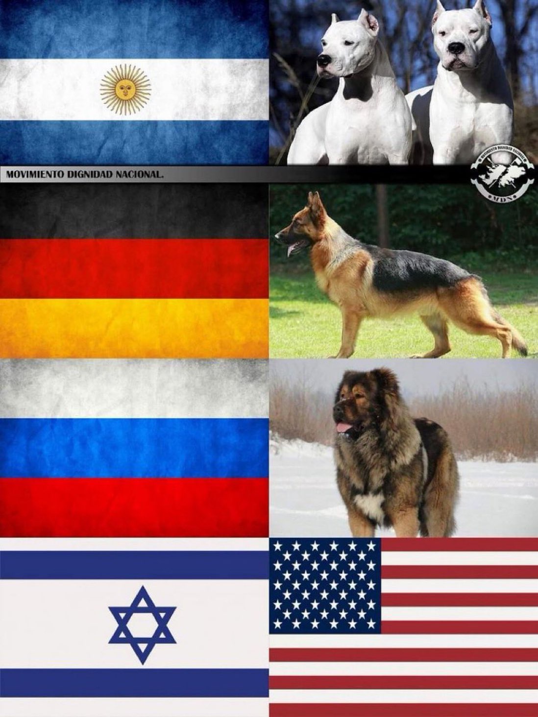 A Glimpse into the Lives of Dogs Around the World