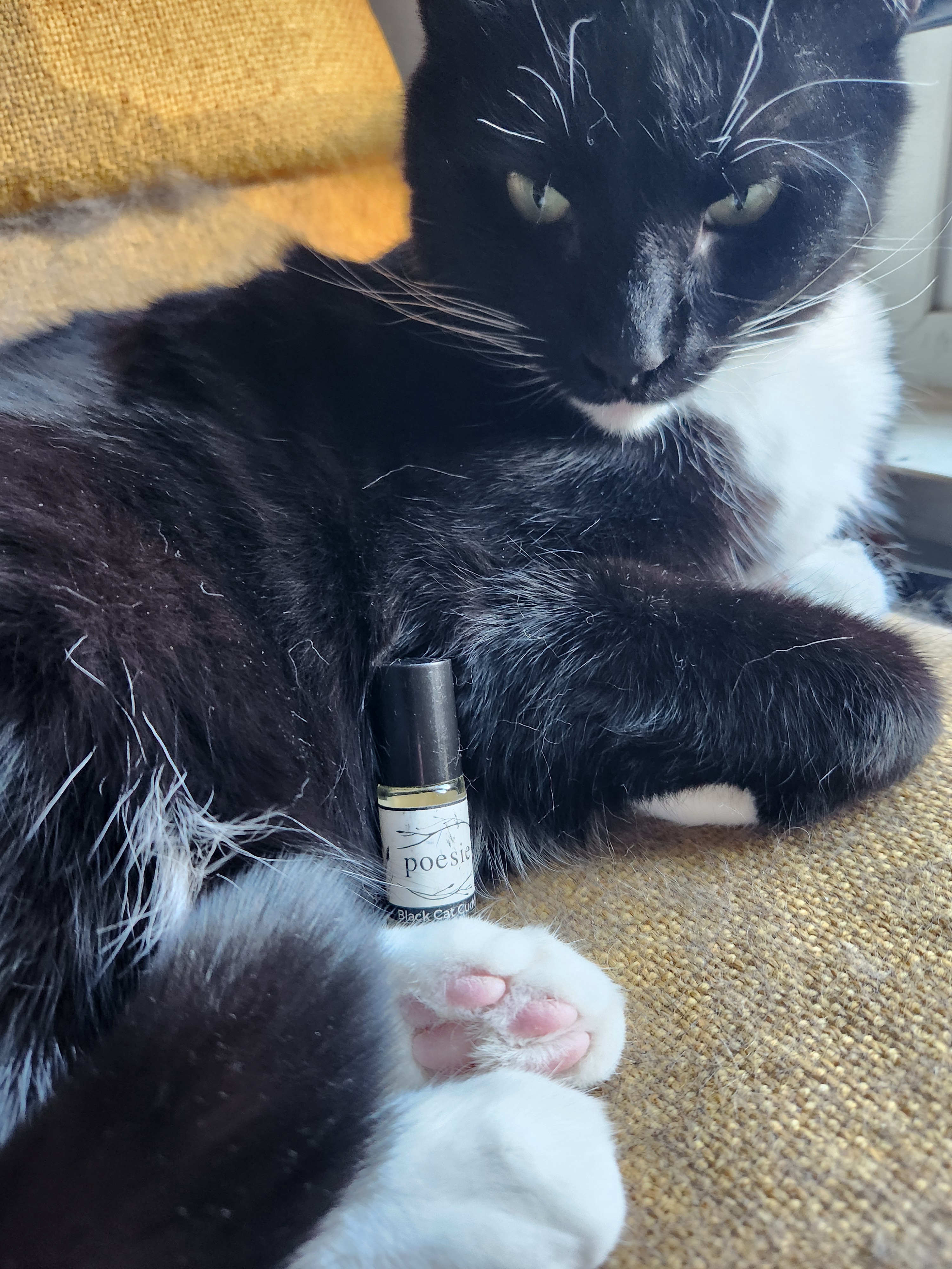 Fred Astaire and the Adorable Poesie Black Cat Cuddles