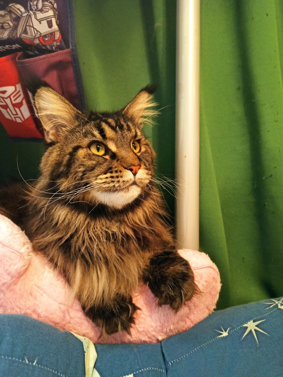 Meet Bruticus, My Adorable Maine Coon Cat