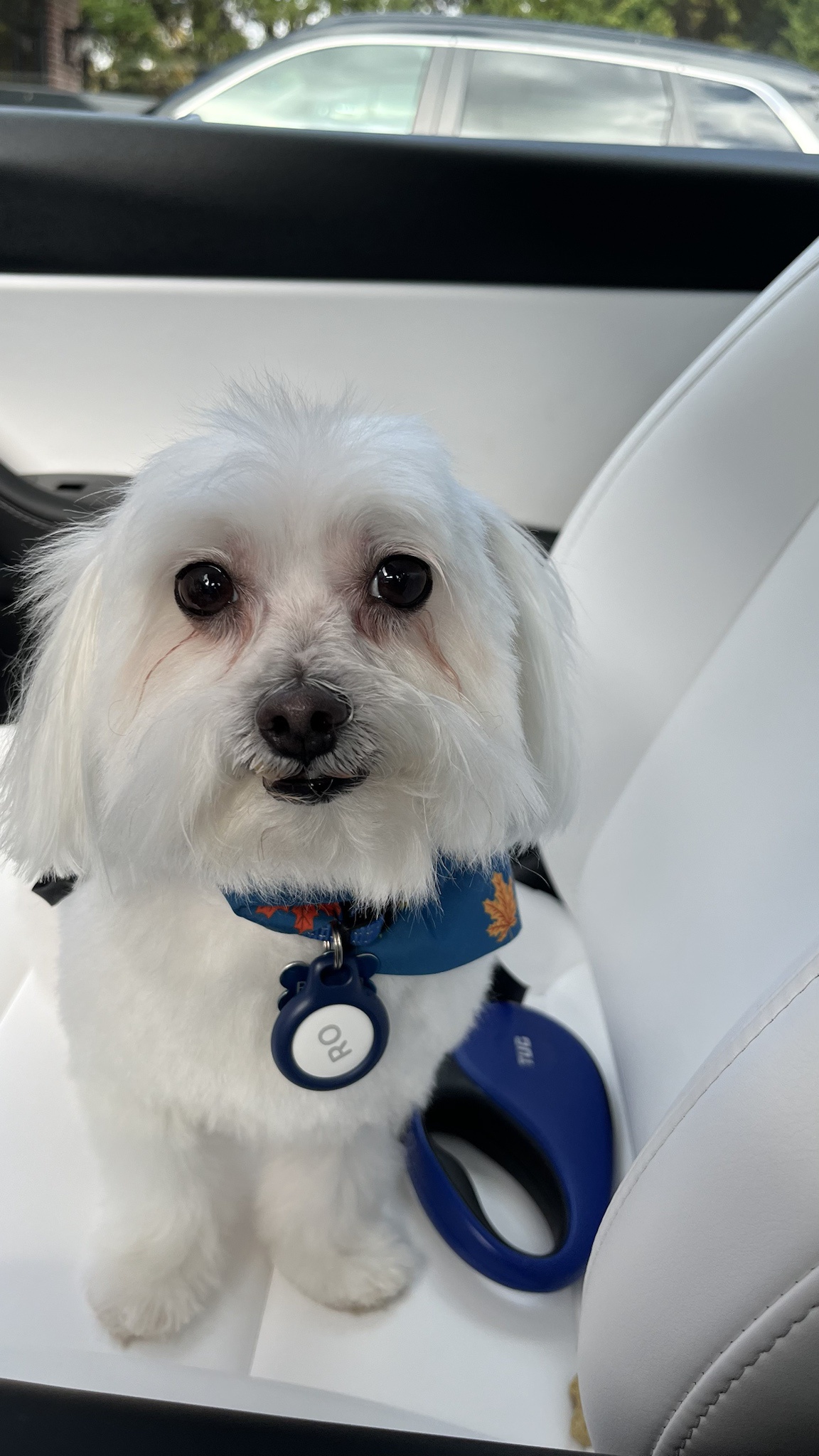 Celebrating Cake Day with a Good Boy Tax