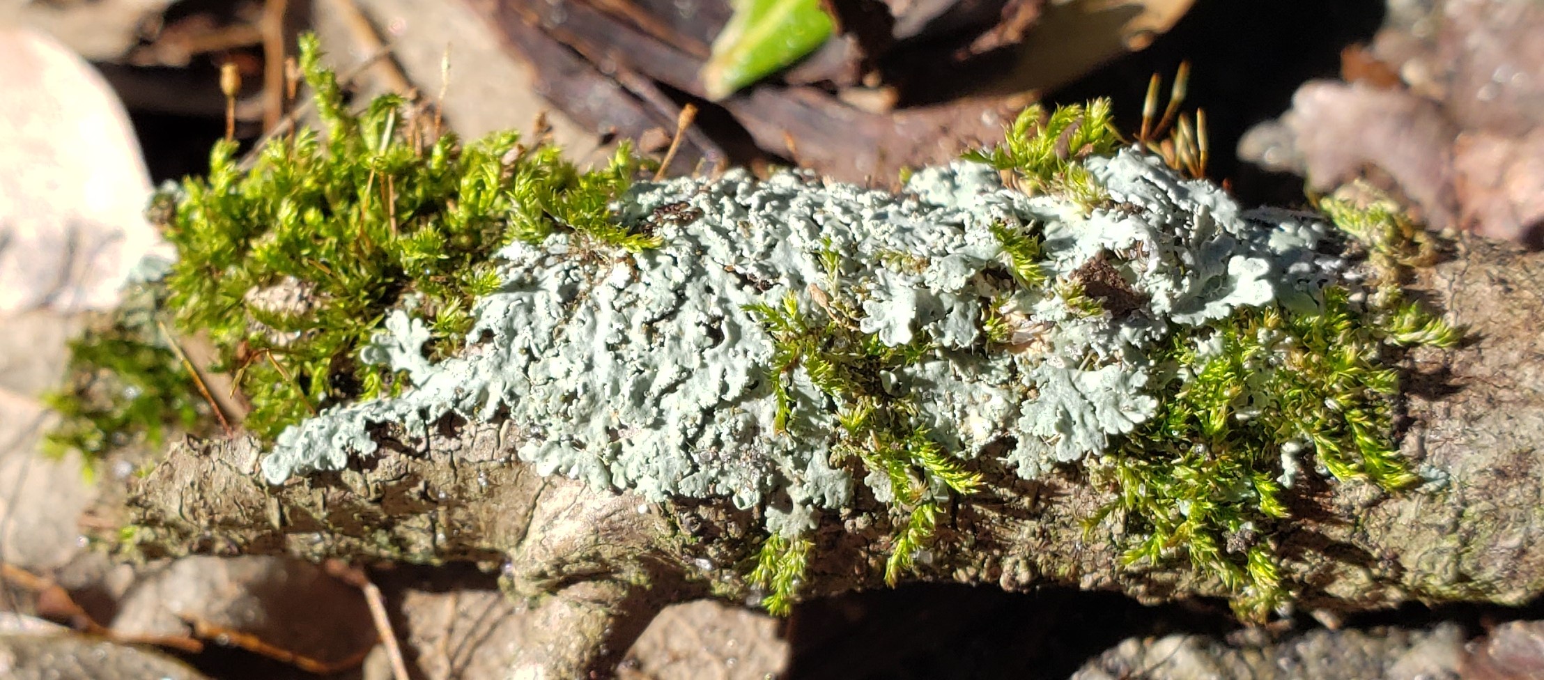 A tiny stick adorned with lichen and moss