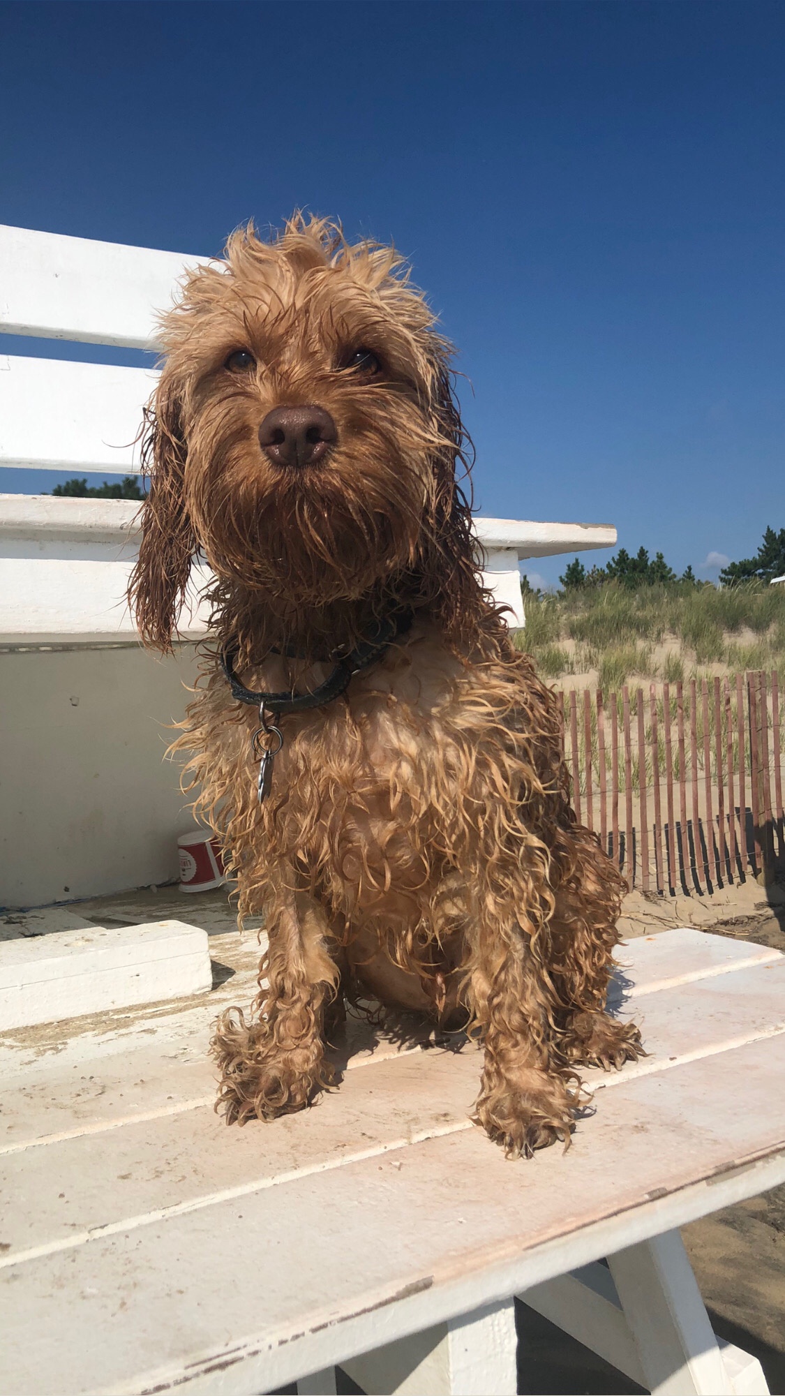 Celebrating Cake Day with Our Lifeguard!