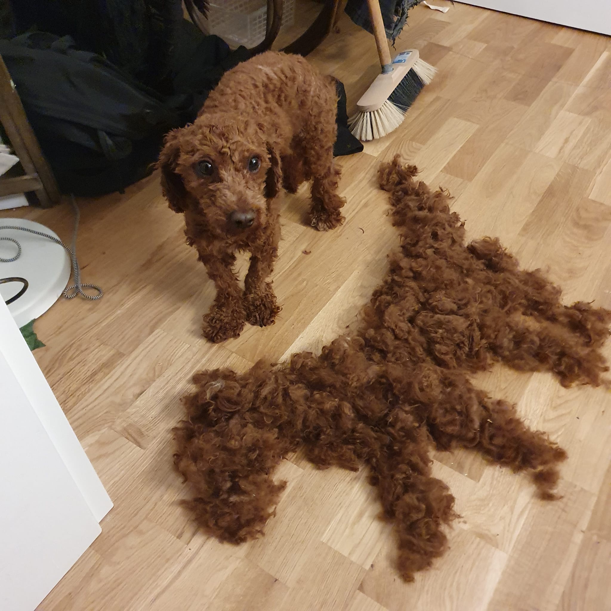 When Your Daughter's Dog Grooming Turns into a Crime Scene