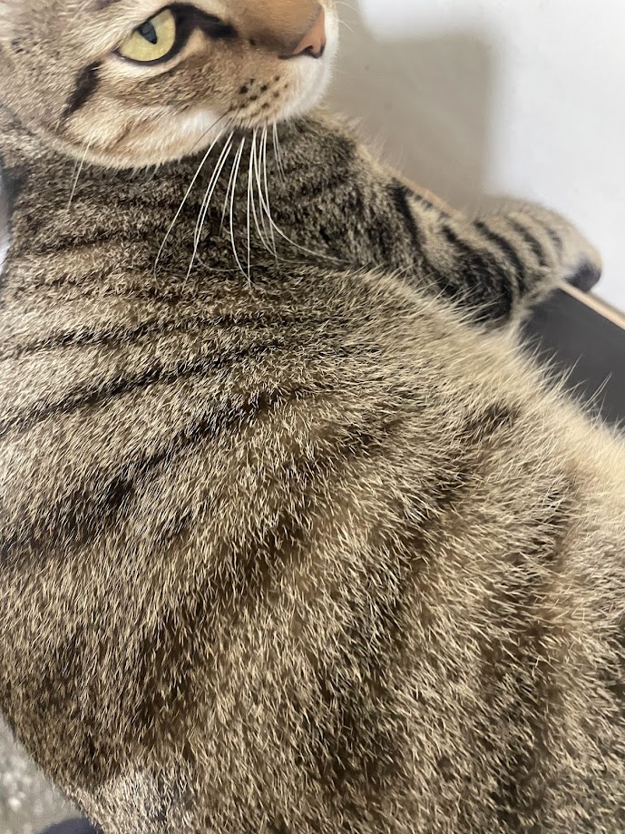Another Charming Cat Encounter