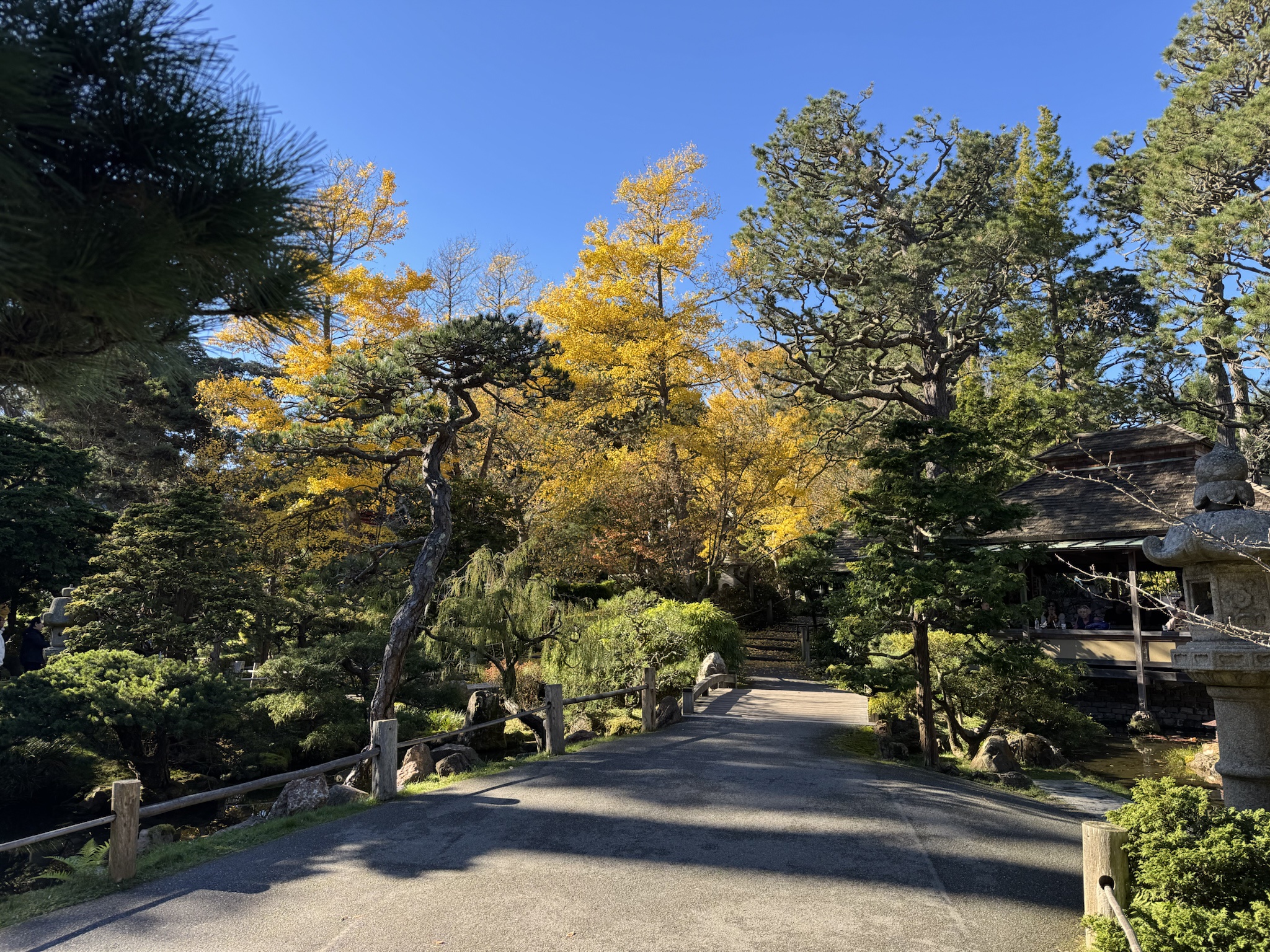 Exploring the Serenity of the SF Japanese Tea Garden