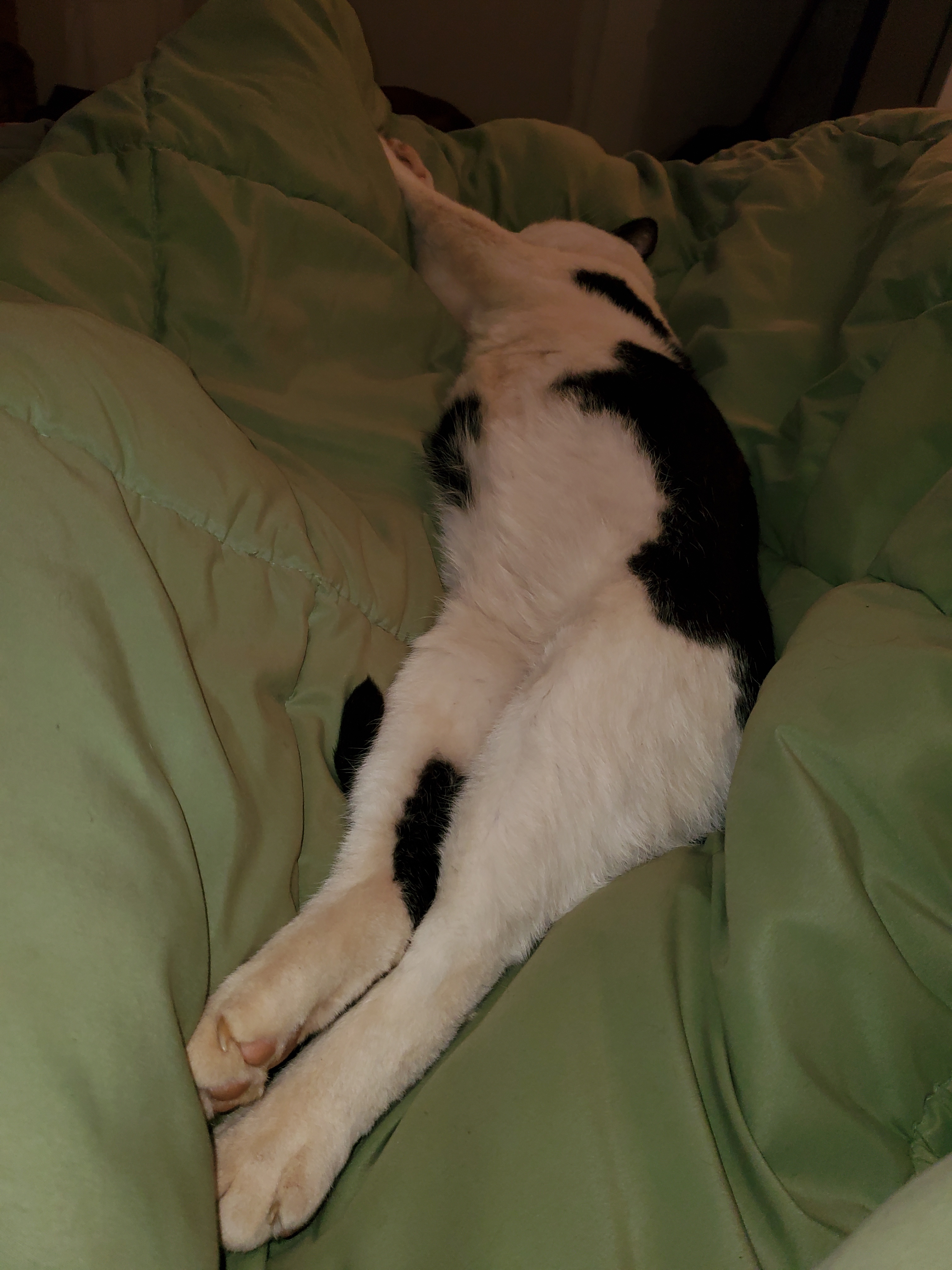 Saturdays are dedicated to our feline friends