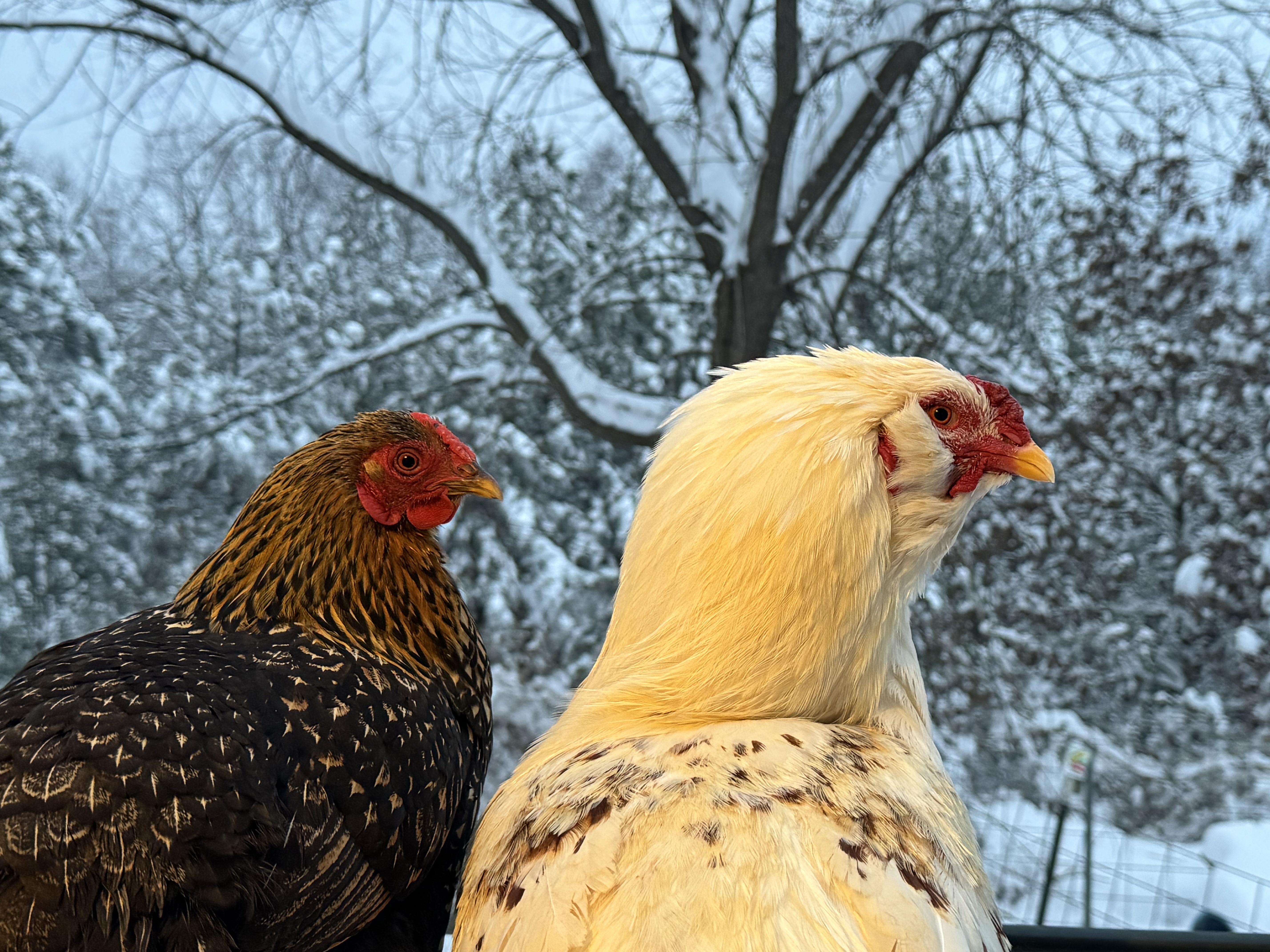 Chickens Braving the Cold Winter Days