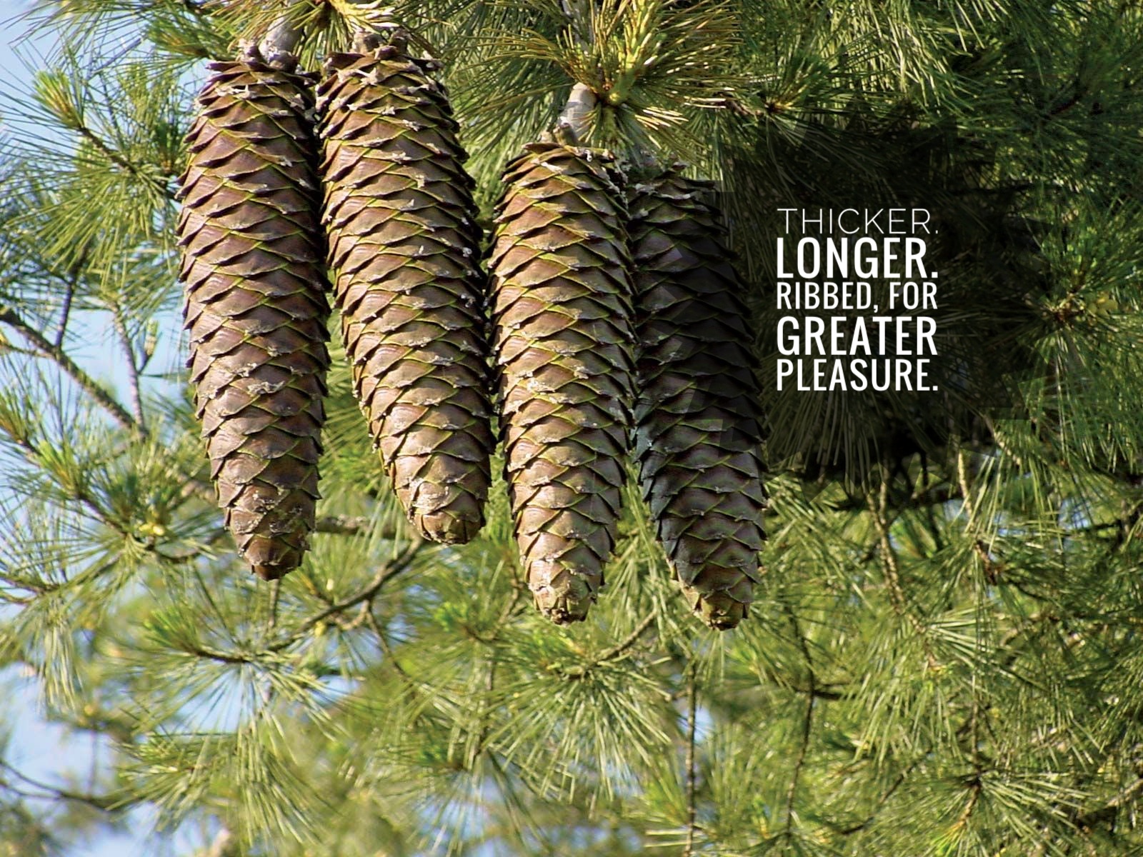 Make the Right Choice: Go Pinecone!