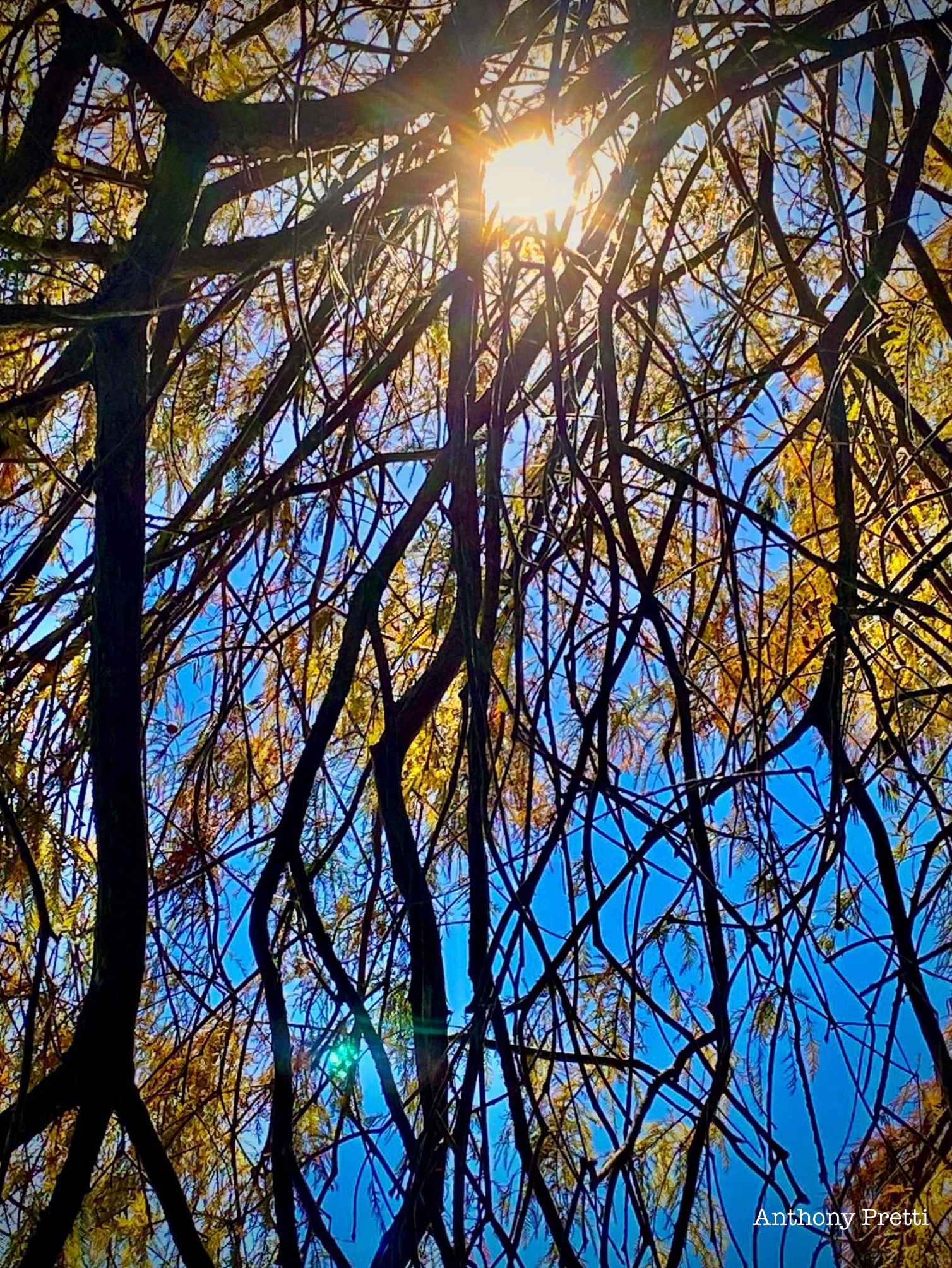 Chasing Sunbeams on a Bright Day