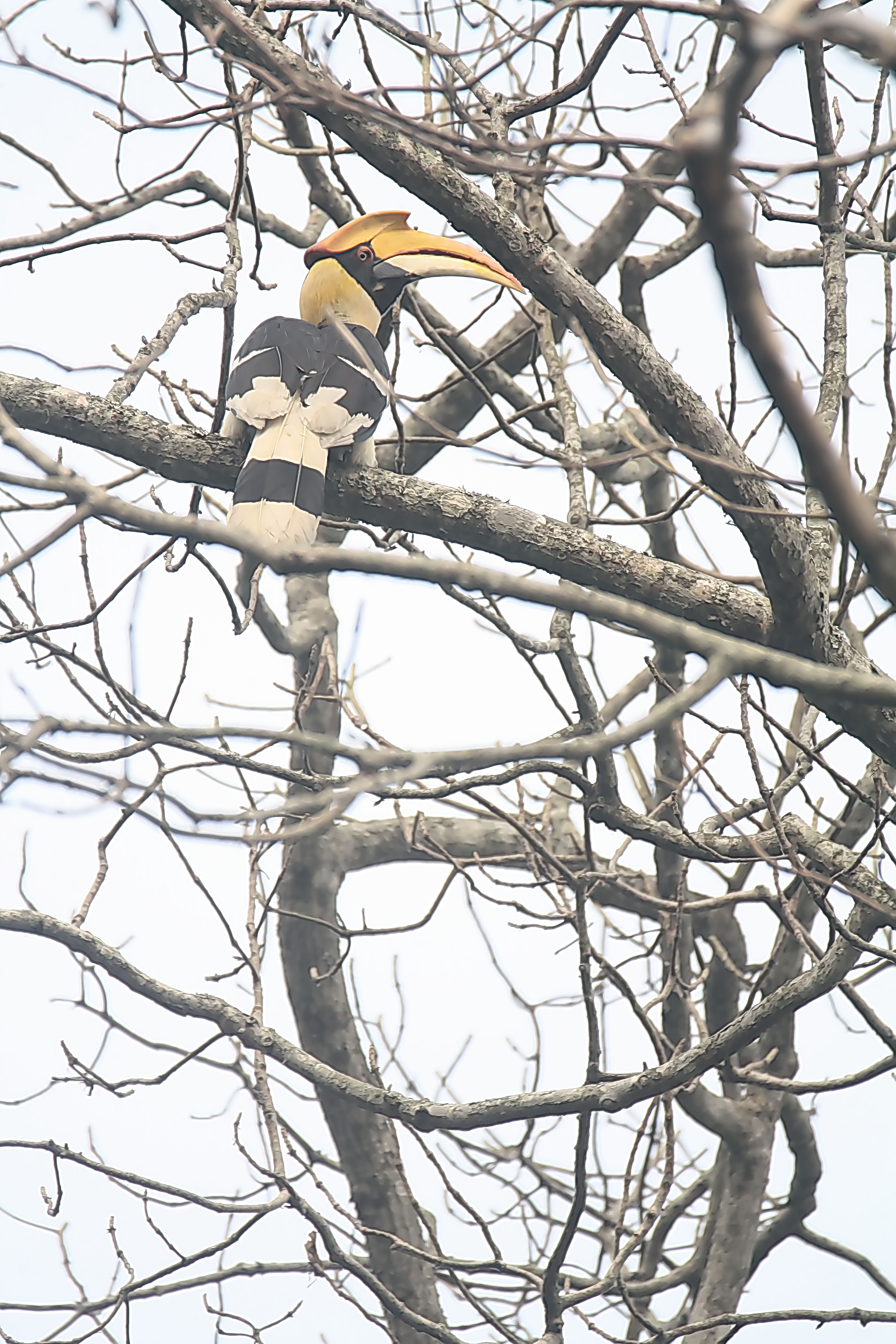 Meet the majestic Great Hornbill!