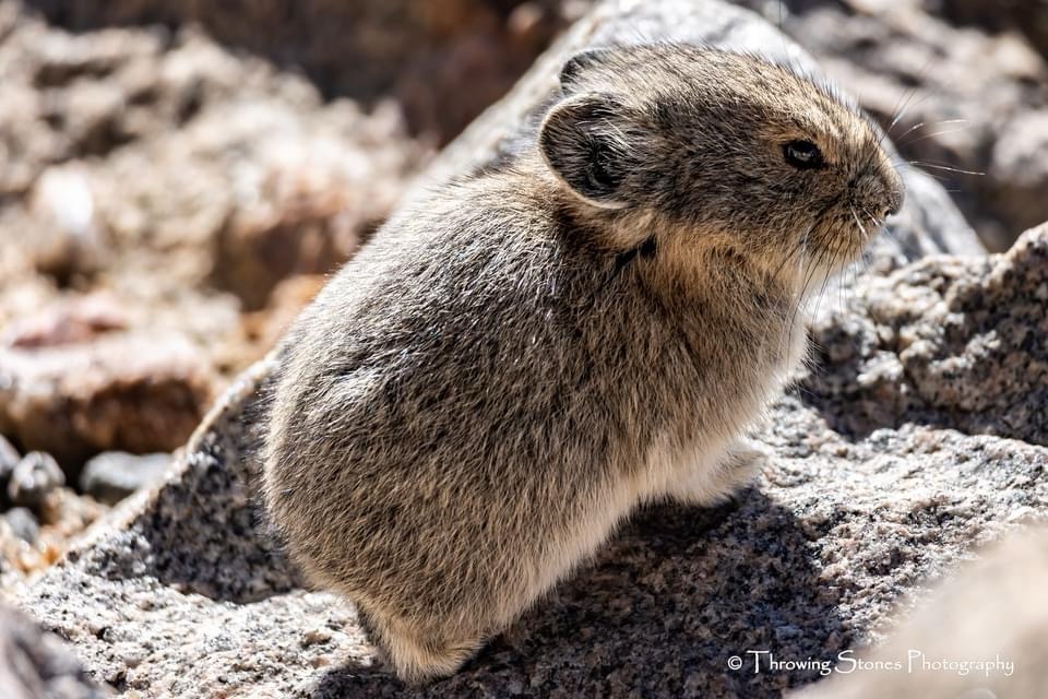 Pika: The Cute and Cuddly Icon of the Pokémon World