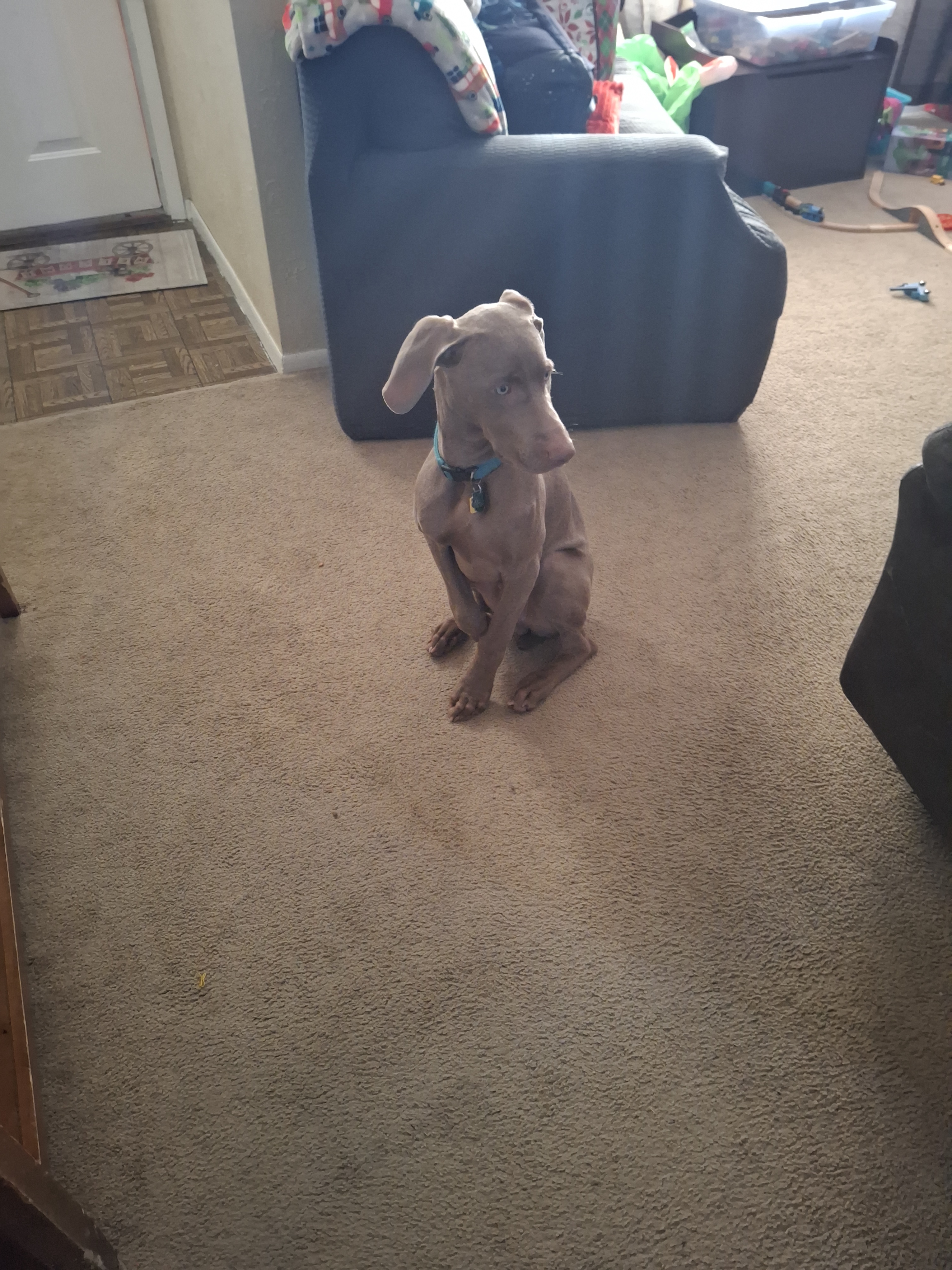 Just a Weimaraner Being Awesome