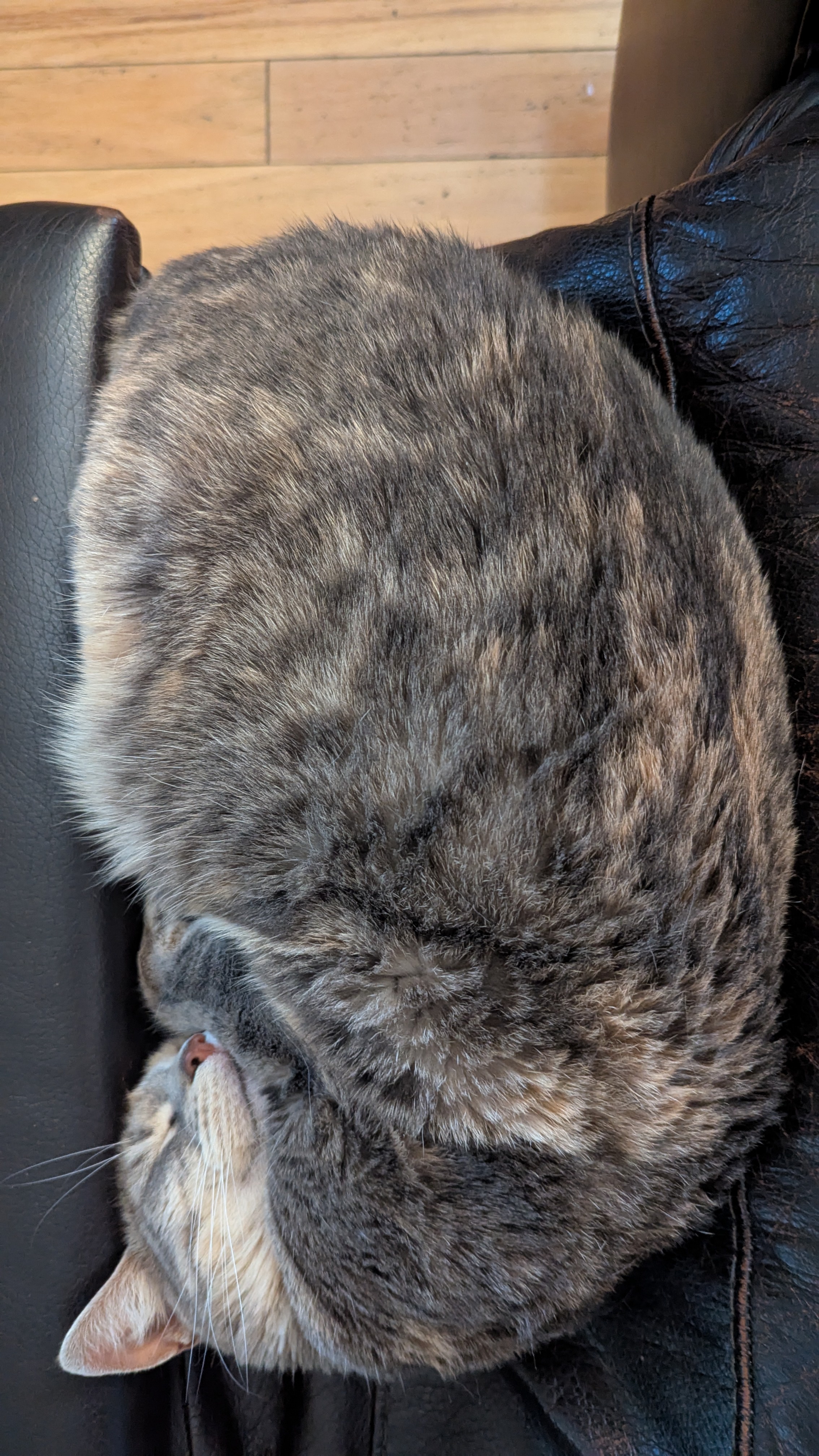 Moxie the Author Cat Sends Warm Caturday Wishes