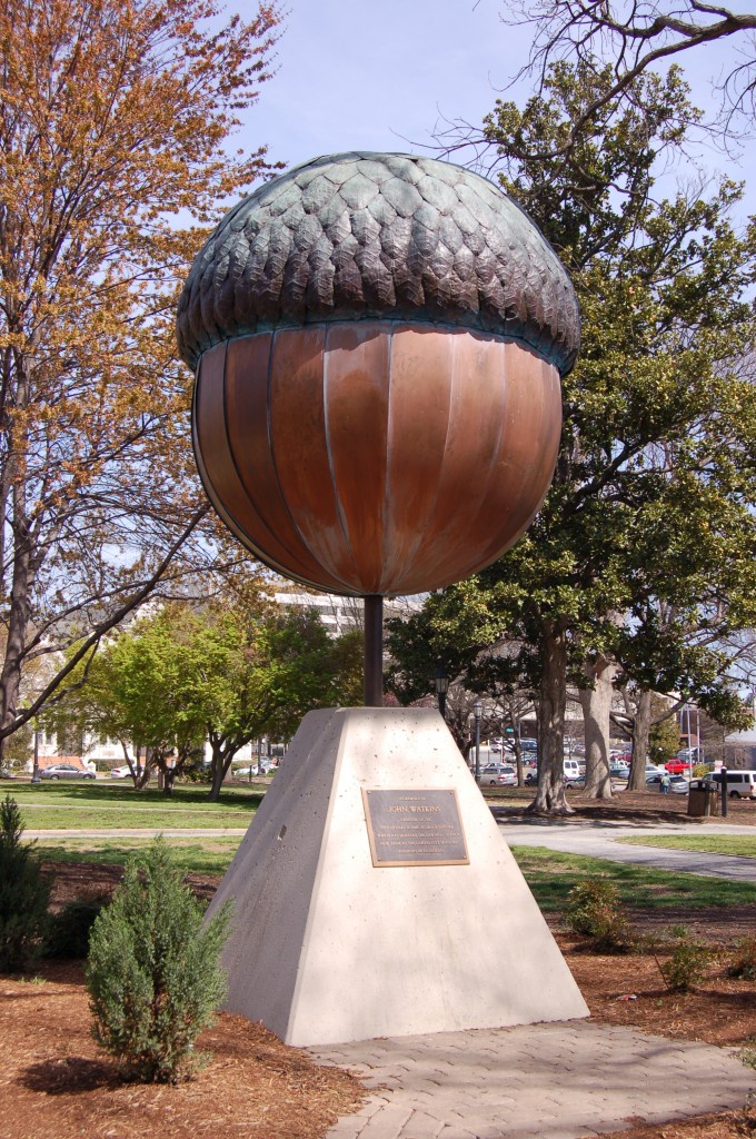 Using an Acorn for Scale: A Perfect Comparison