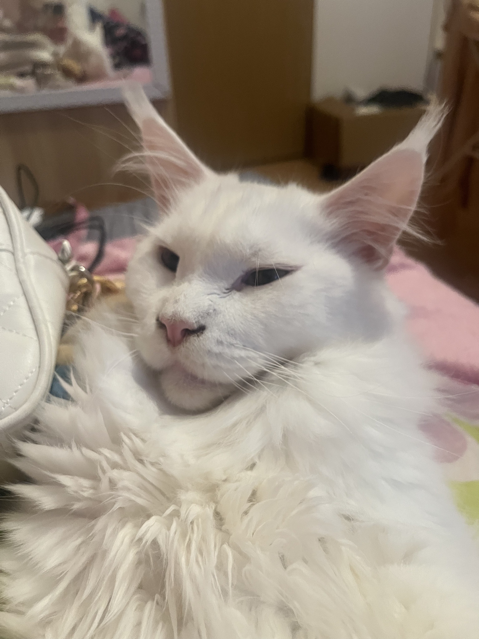 Gandalf the Maine Coon Strikes a Pose!