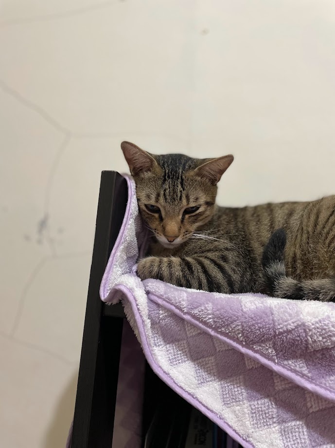 Just a Cat Being a Cat