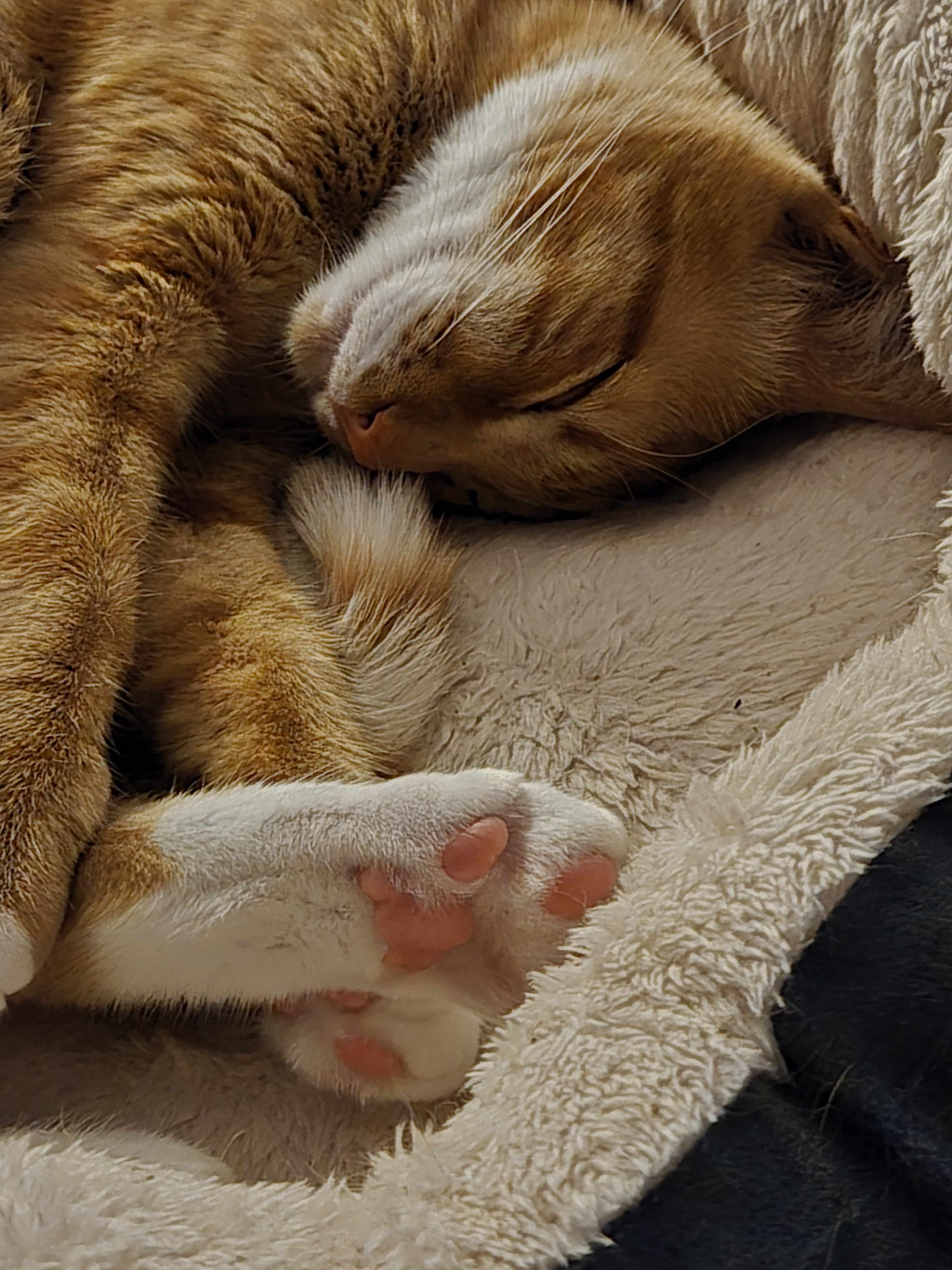 Adorable Stolen Photo of Toe Beans