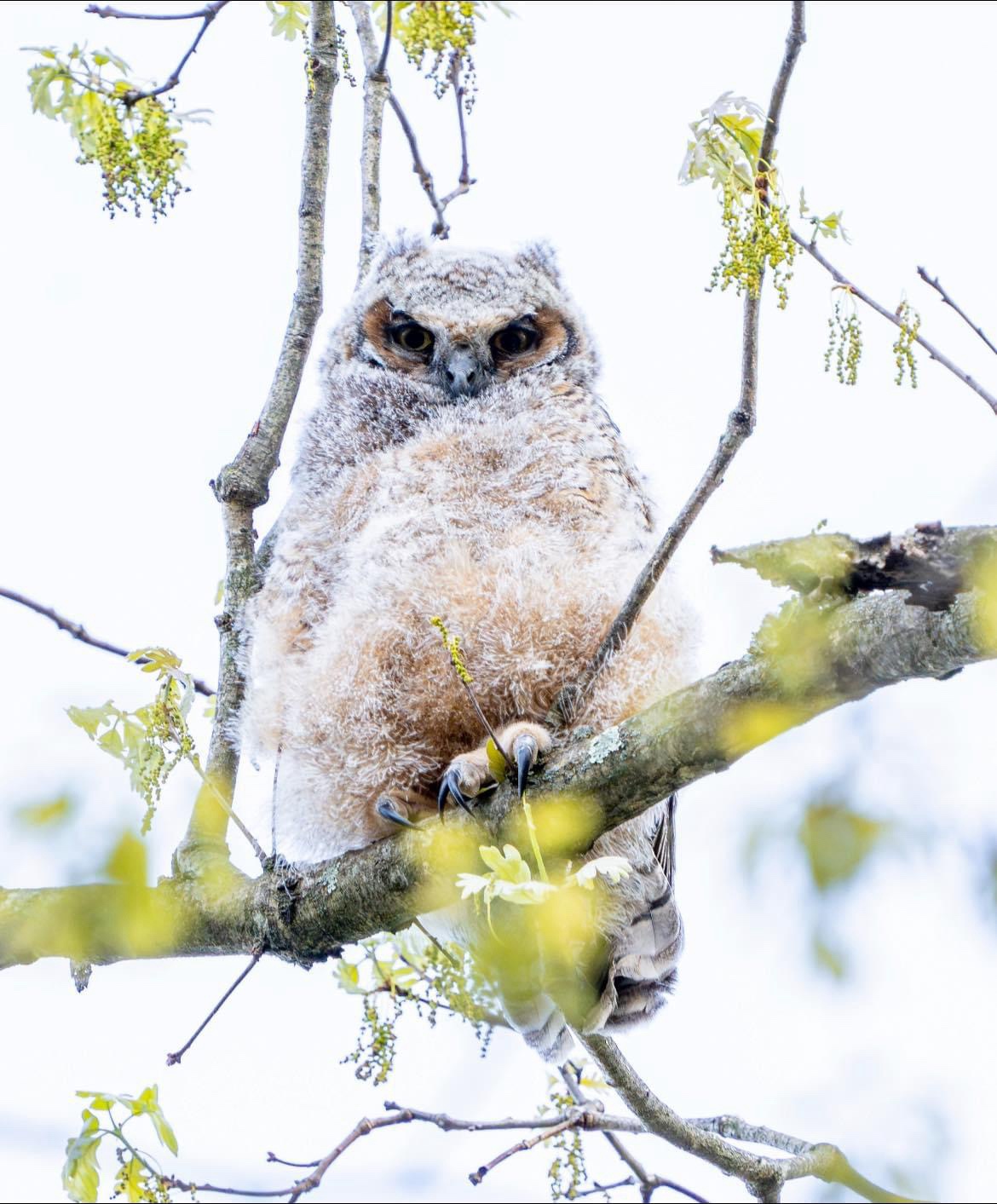 Meet the charming great horned owlet