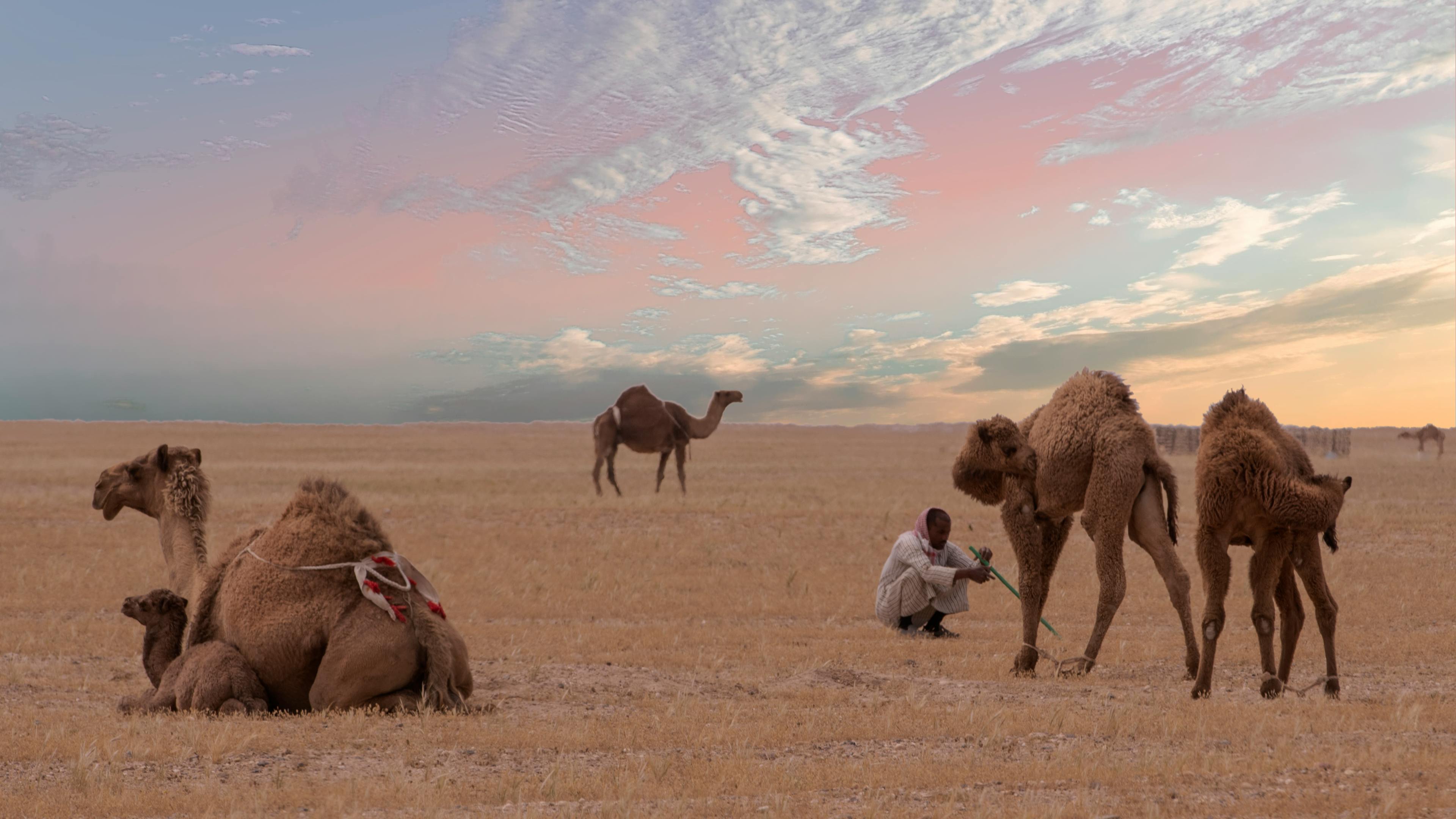 A breathtaking desert sunset featuring camels