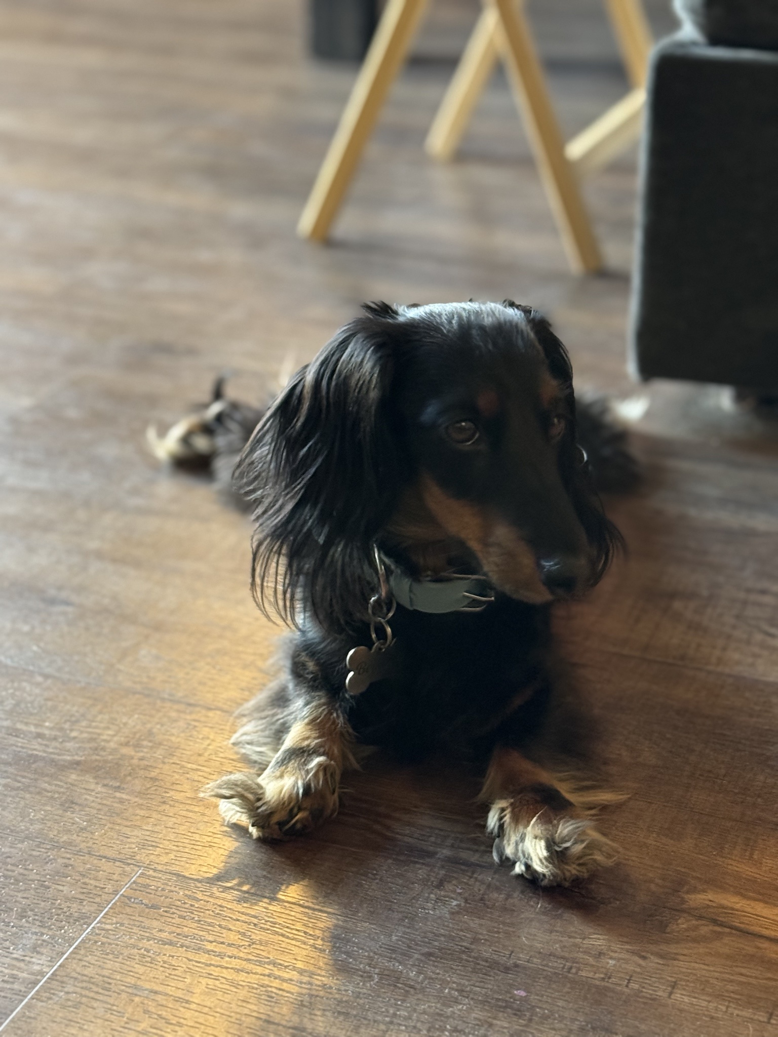 Meet Beowulf, the Adorable Mini Dachshund
