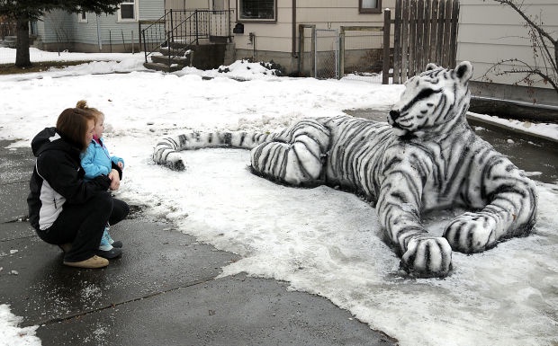 My 16th favorite post: 'Snow tiger spotted in Missoula, MT'