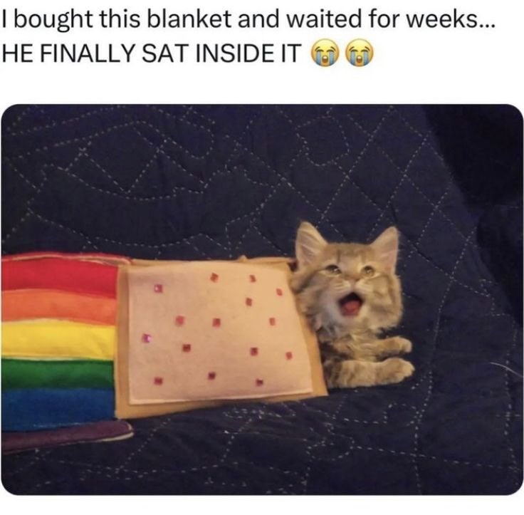 I have an urgent desire for a cat right now!